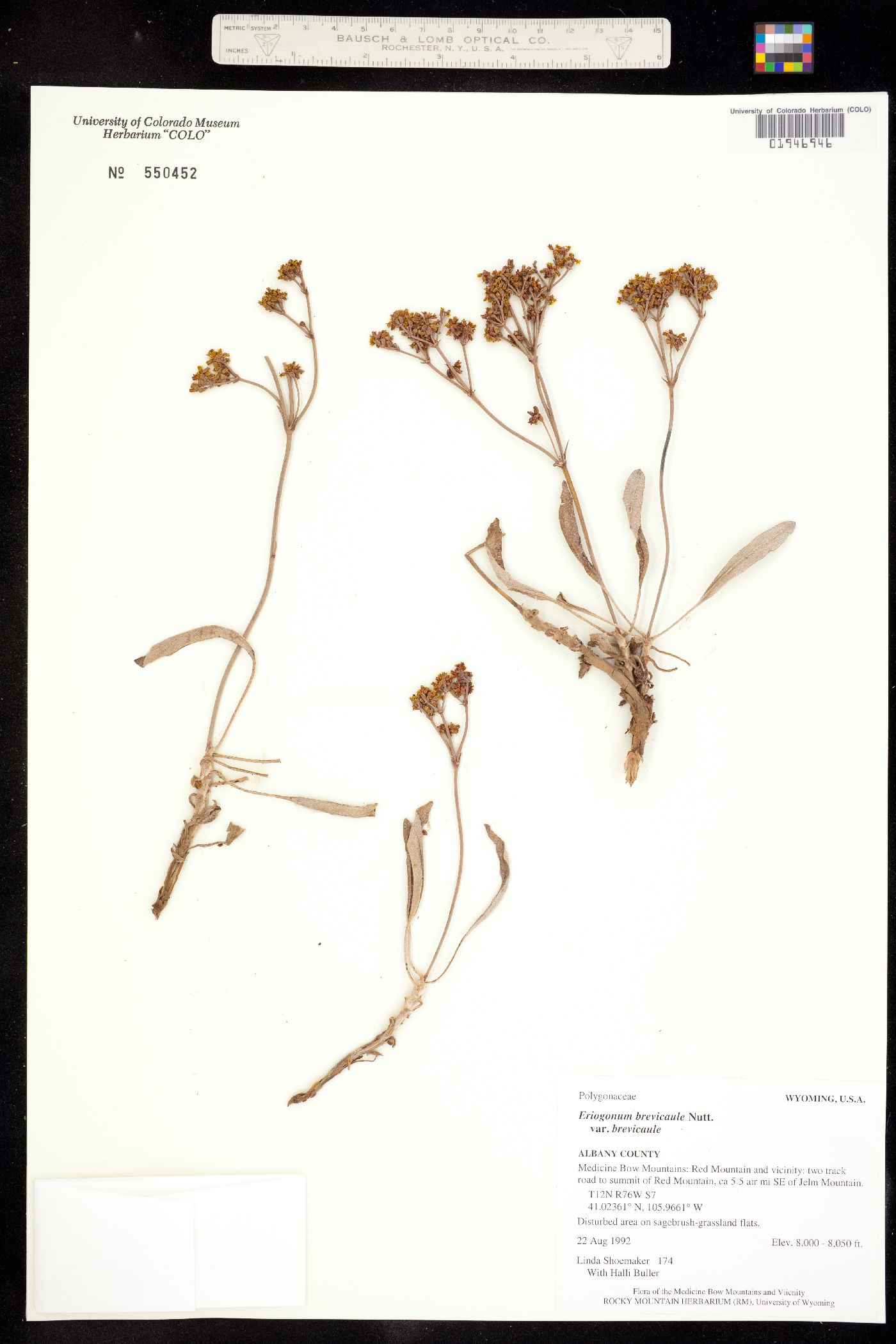 Eriogonum brevicaule image
