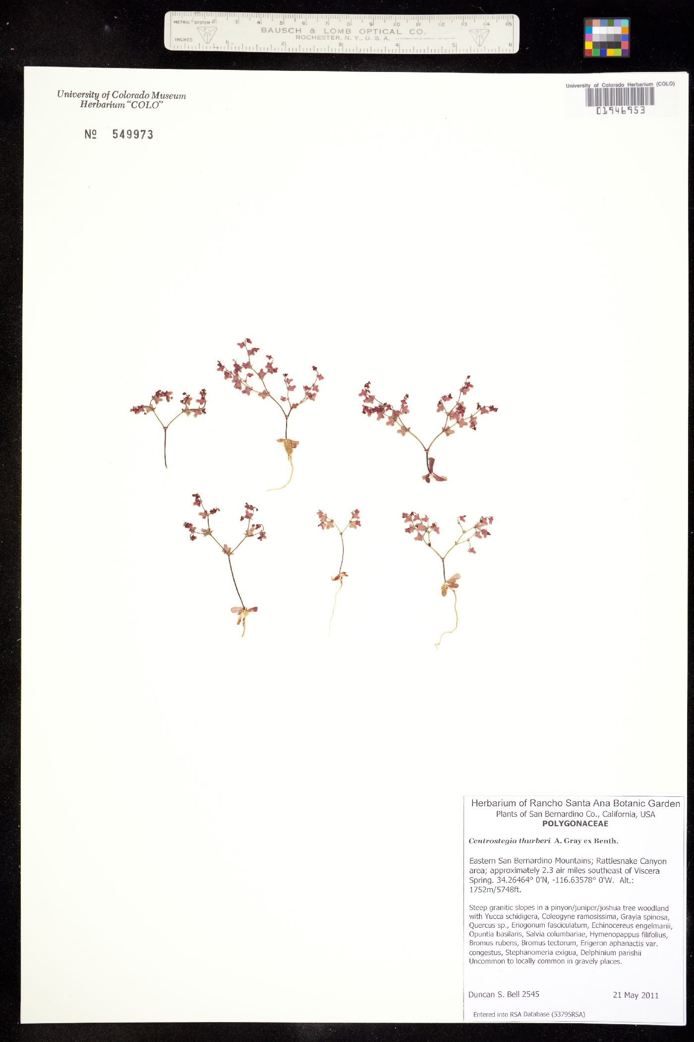 Centrostegia thurberi image