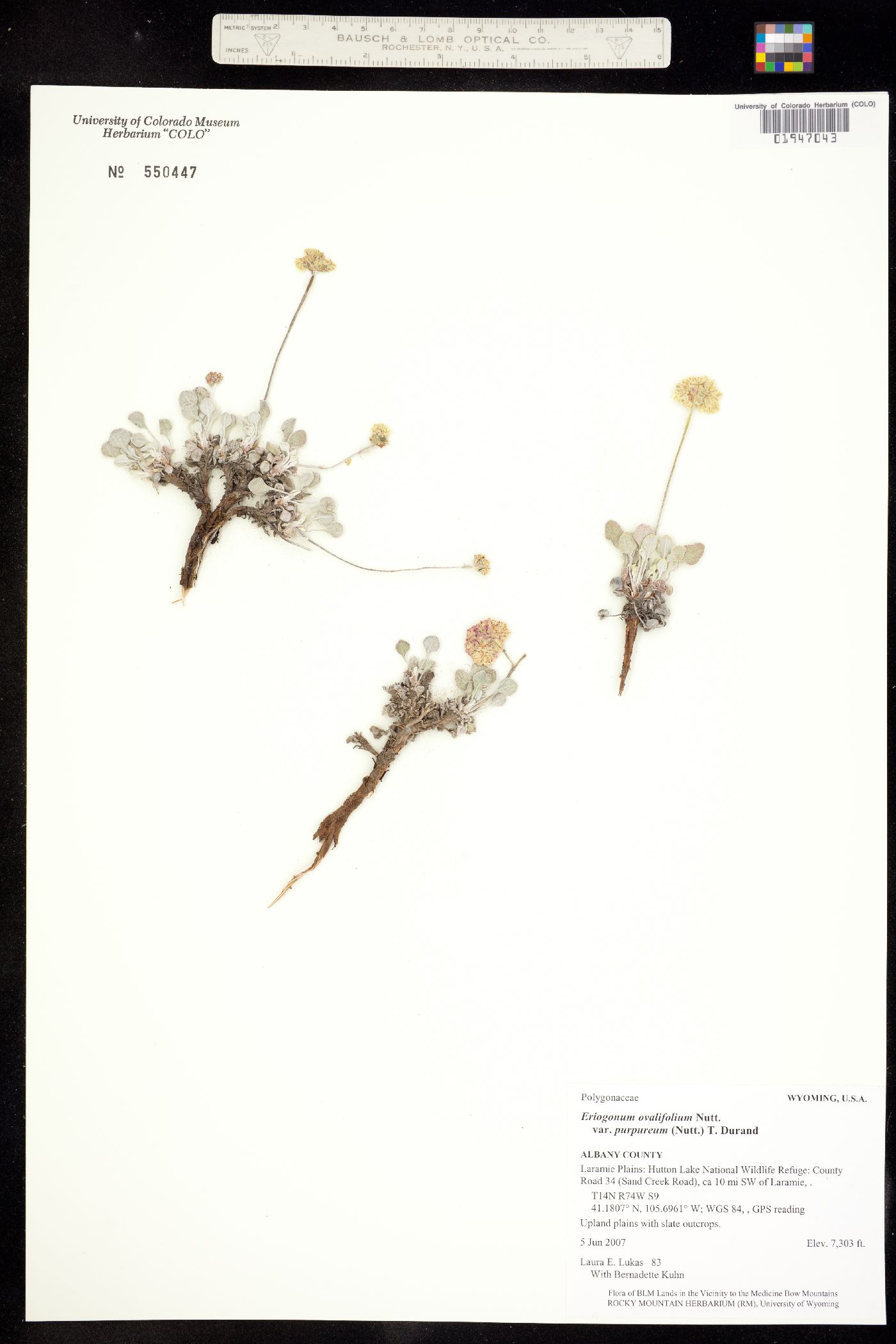 Eriogonum ovalifolium image