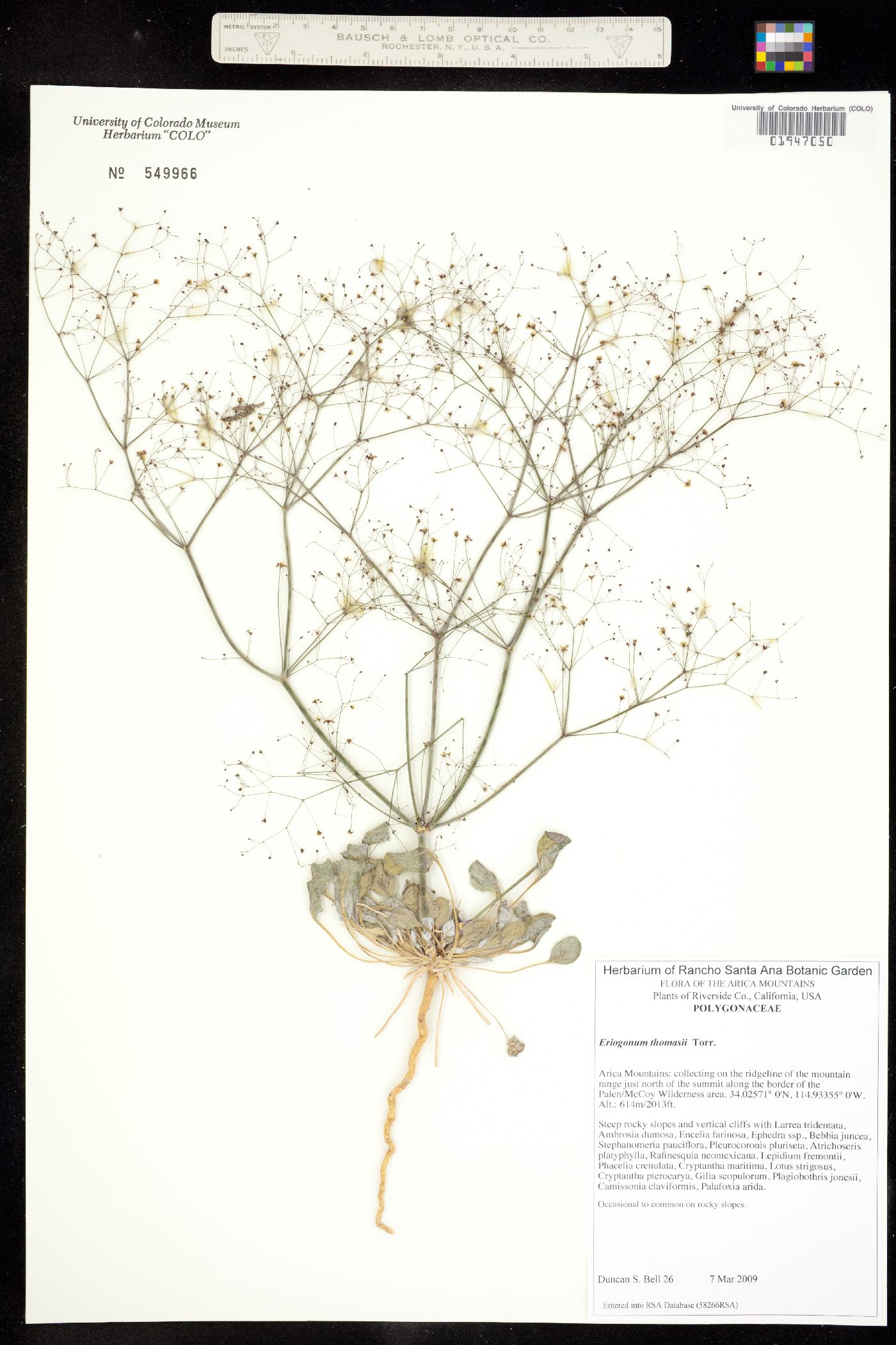 Eriogonum thomasii image