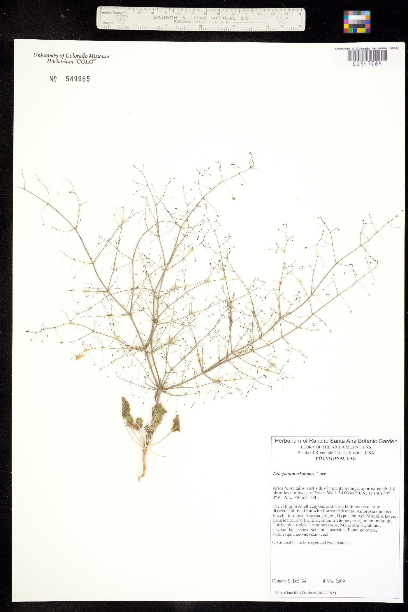 Eriogonum trichopes image