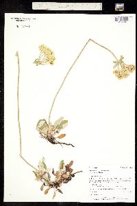 Eriogonum umbellatum image