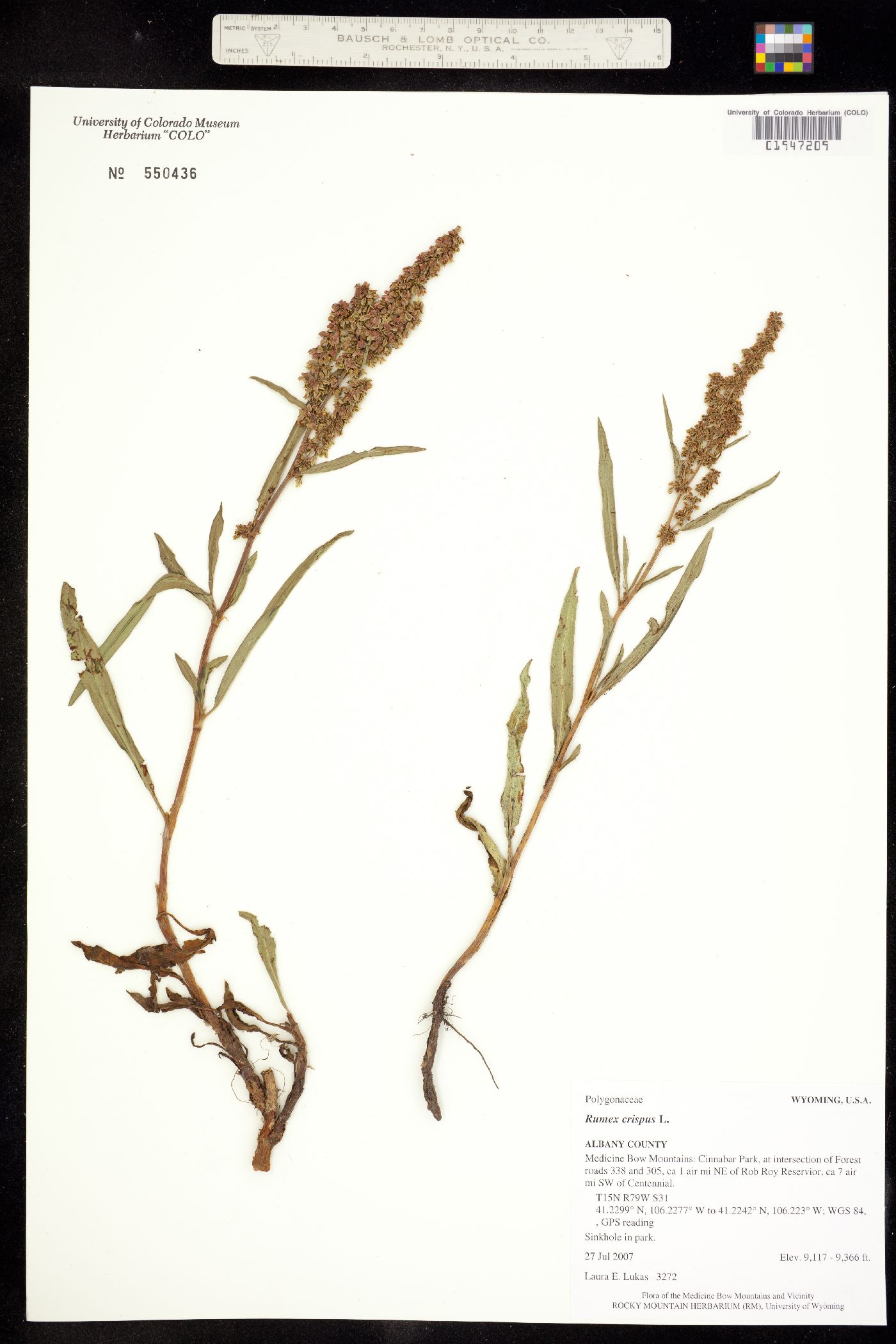 Rumex crispus image