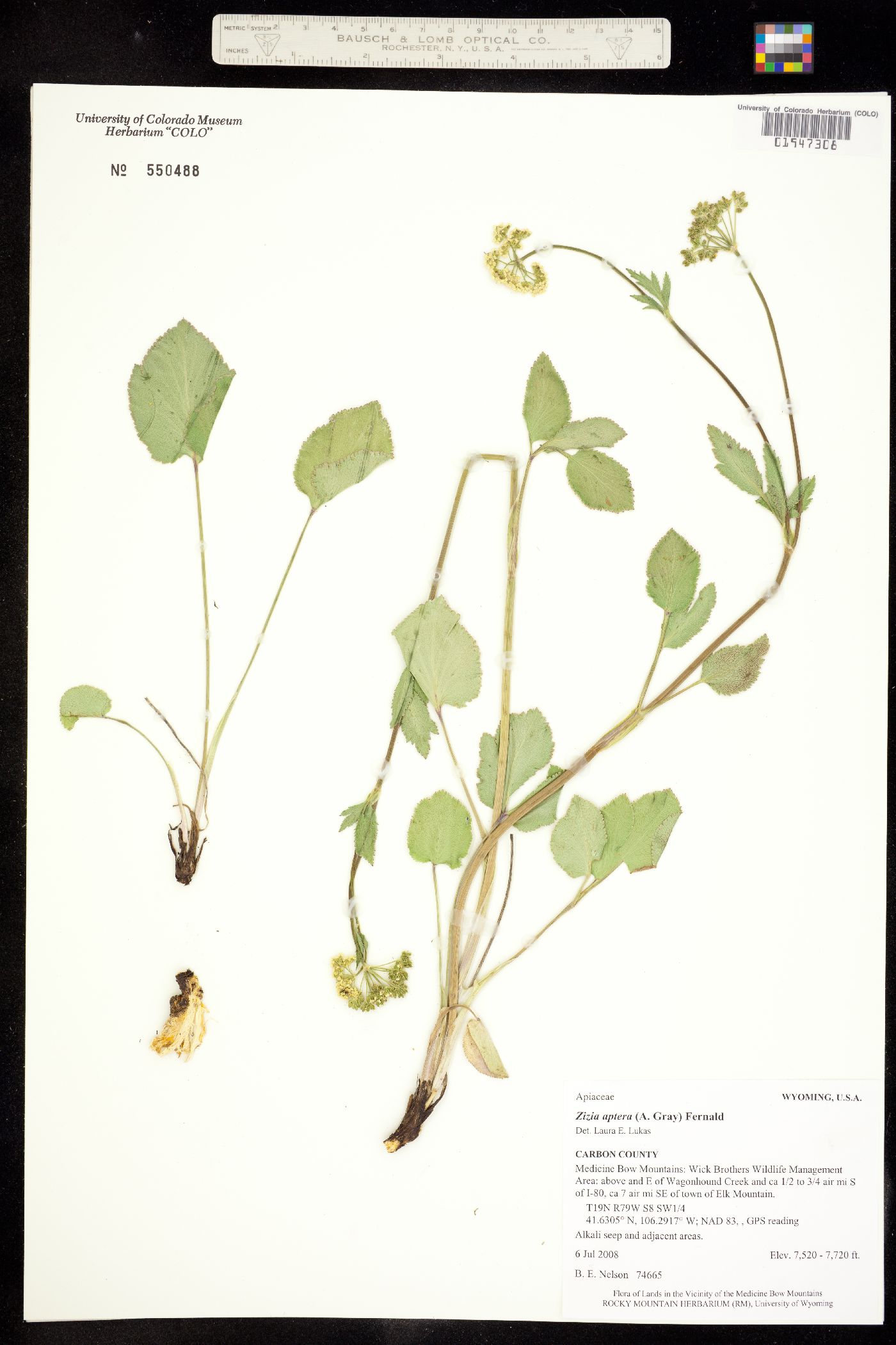 Zizia aptera image