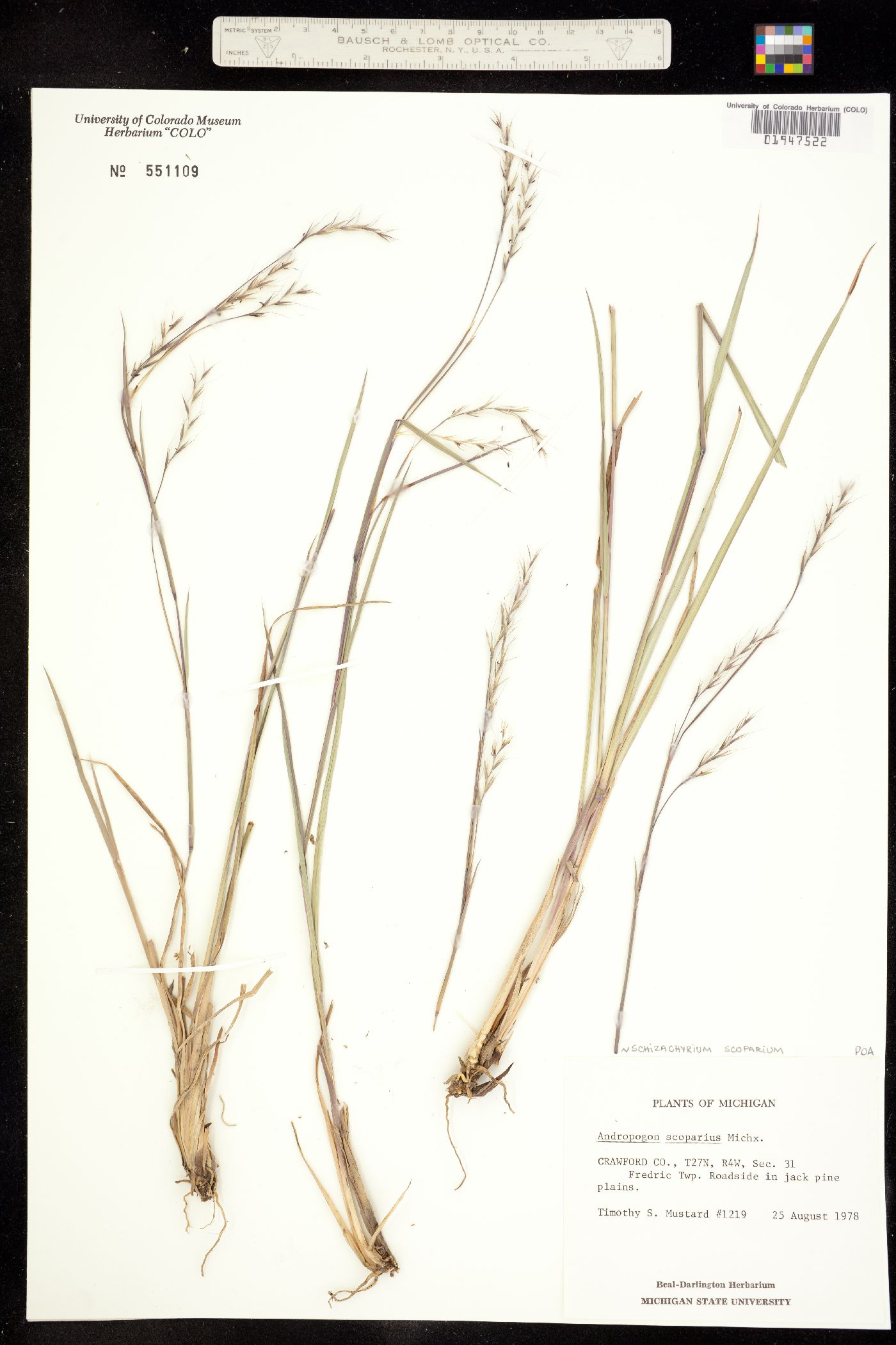 Schizachyrium scoparium image