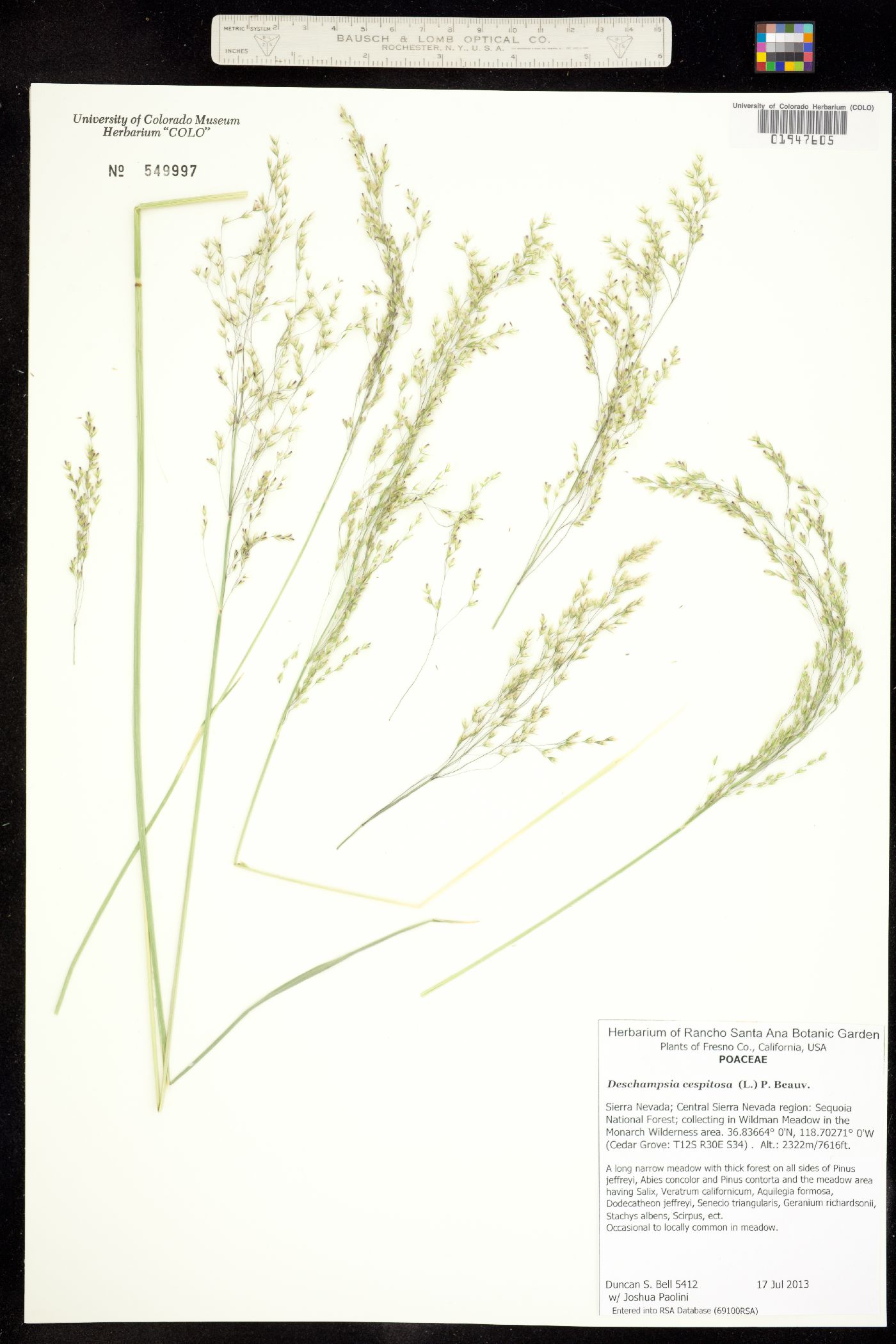 Deschampsia image