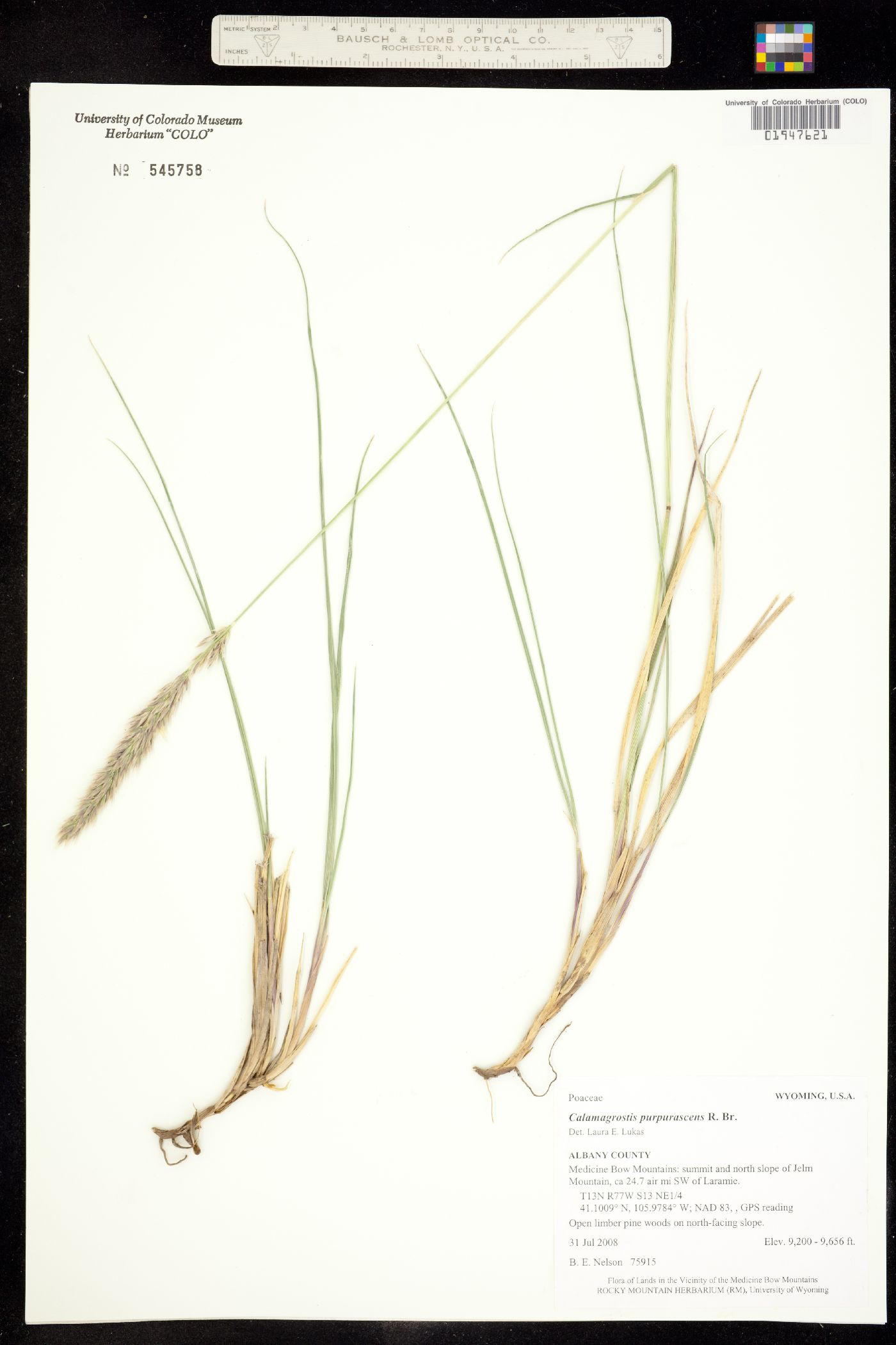 Calamagrostis purpurascens image