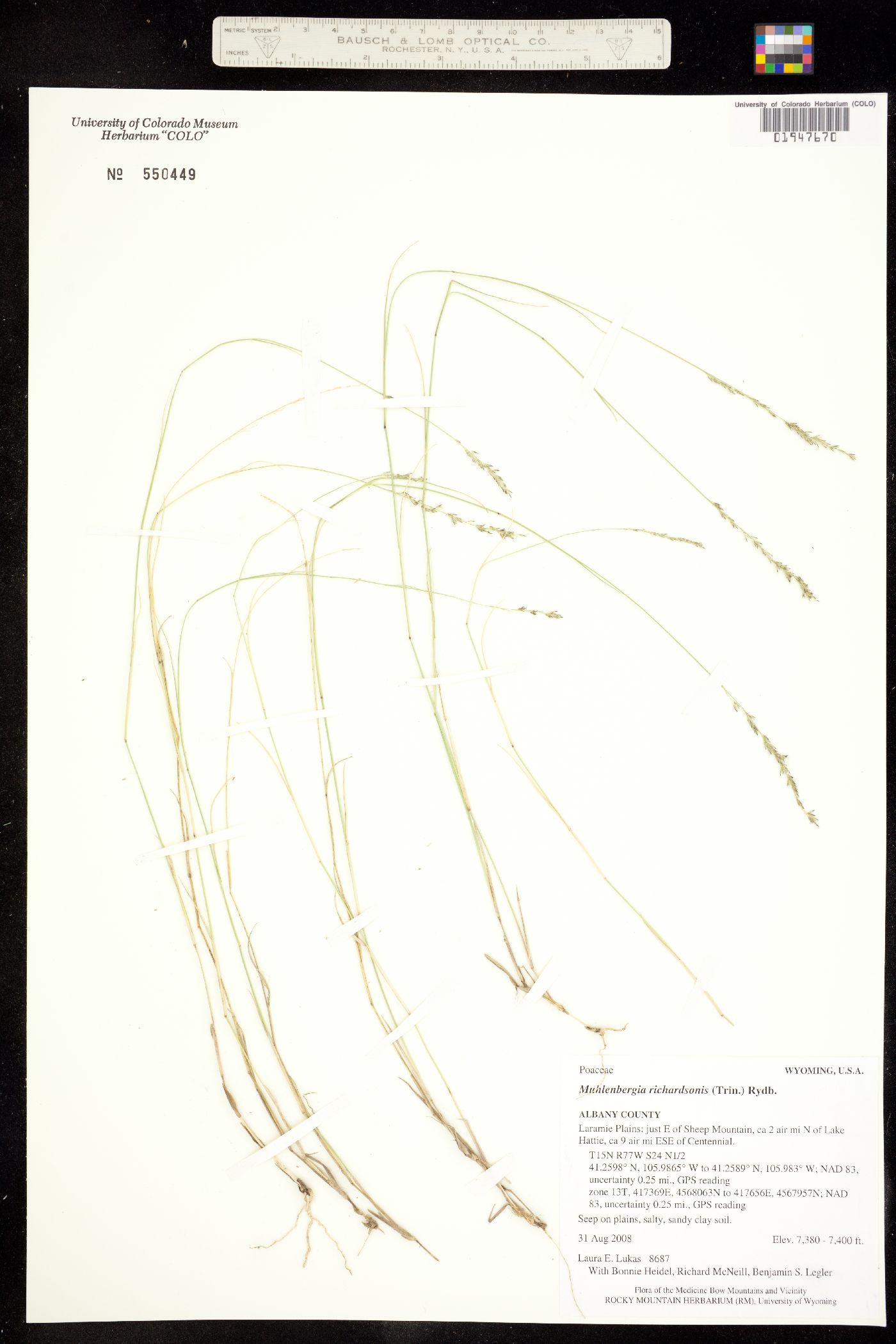 Muhlenbergia richardsonis image