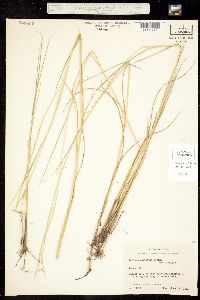 Image of Panicum carnosum