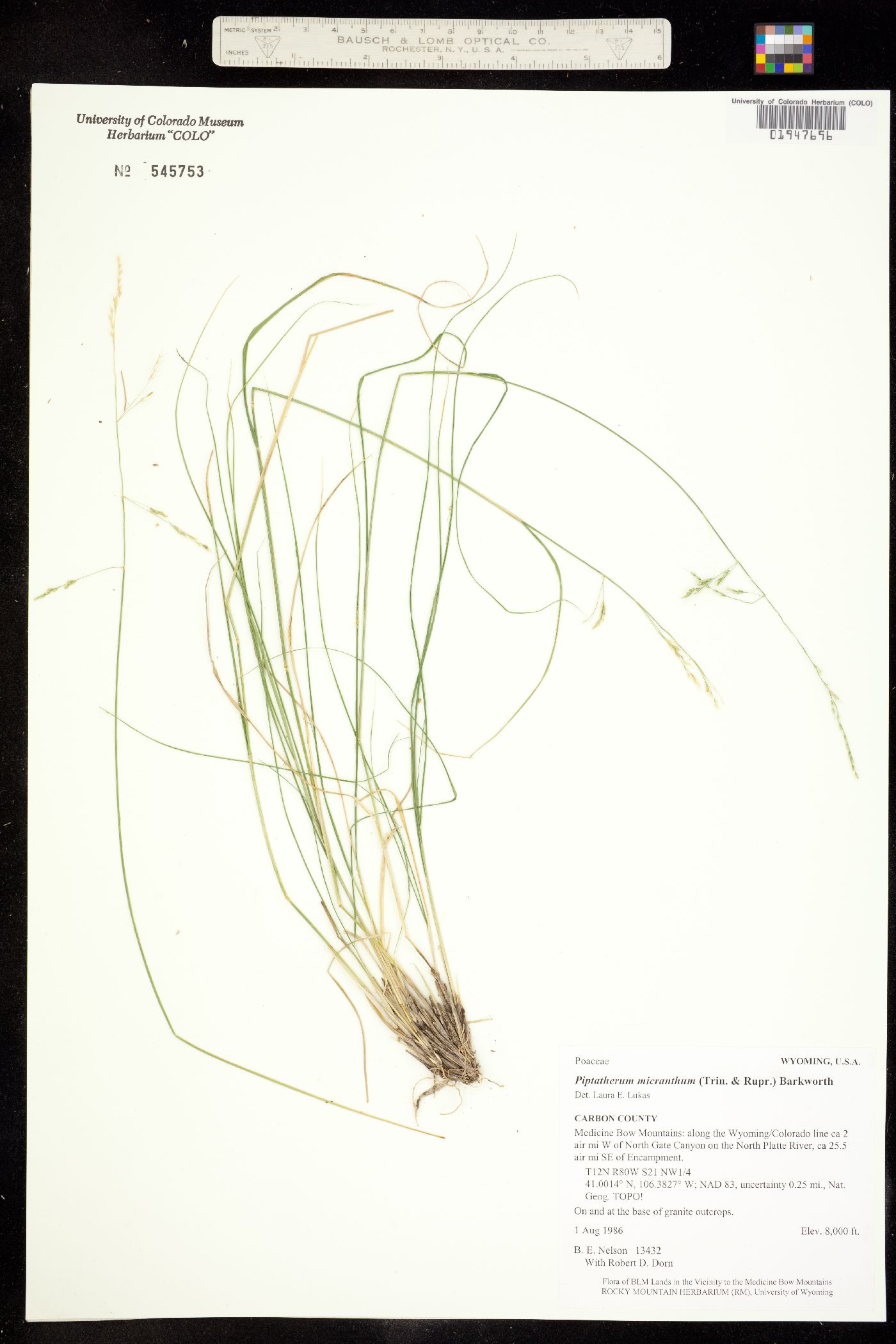 Piptatherum micranthum image