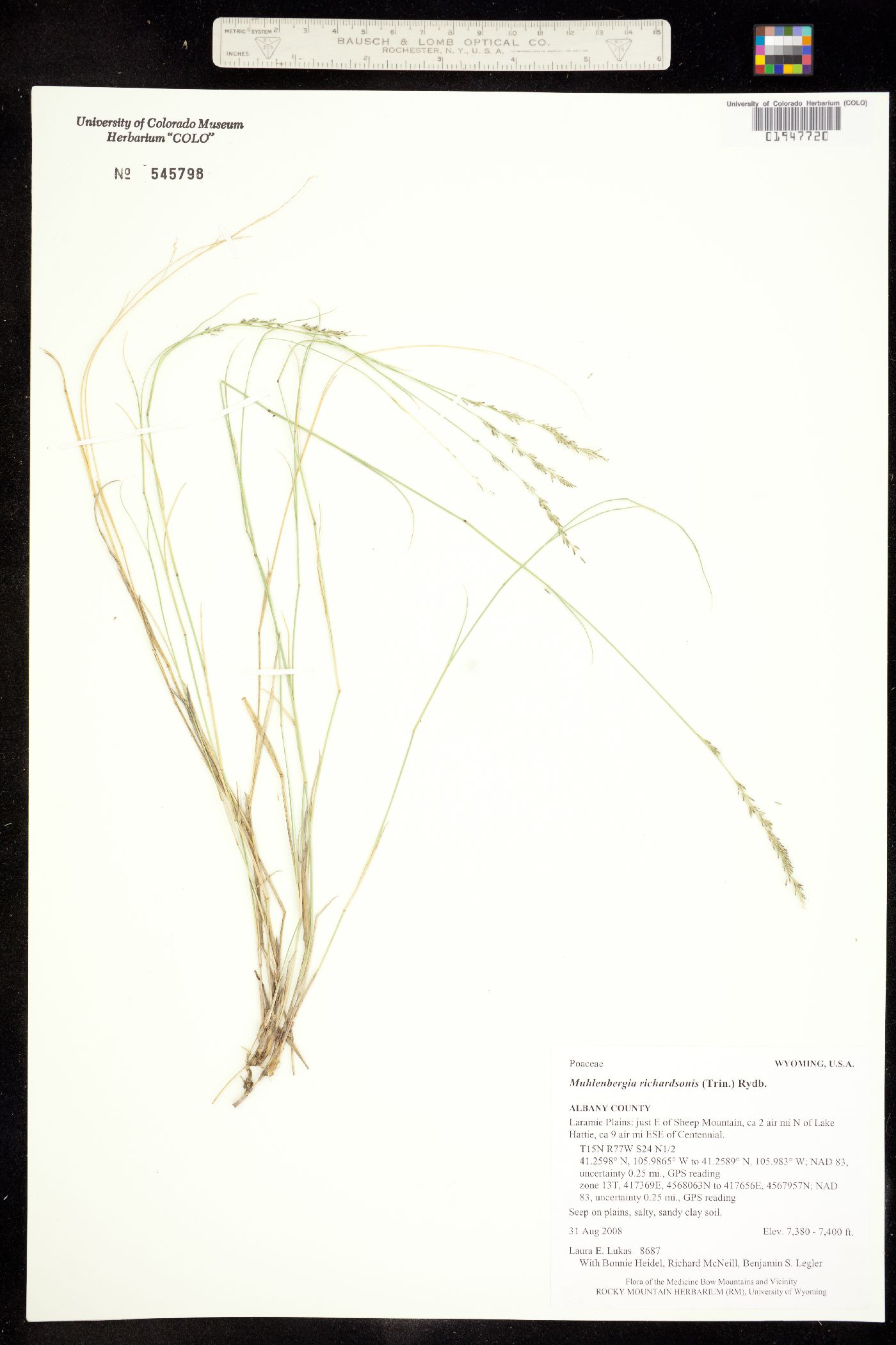 Muhlenbergia richardsonis image