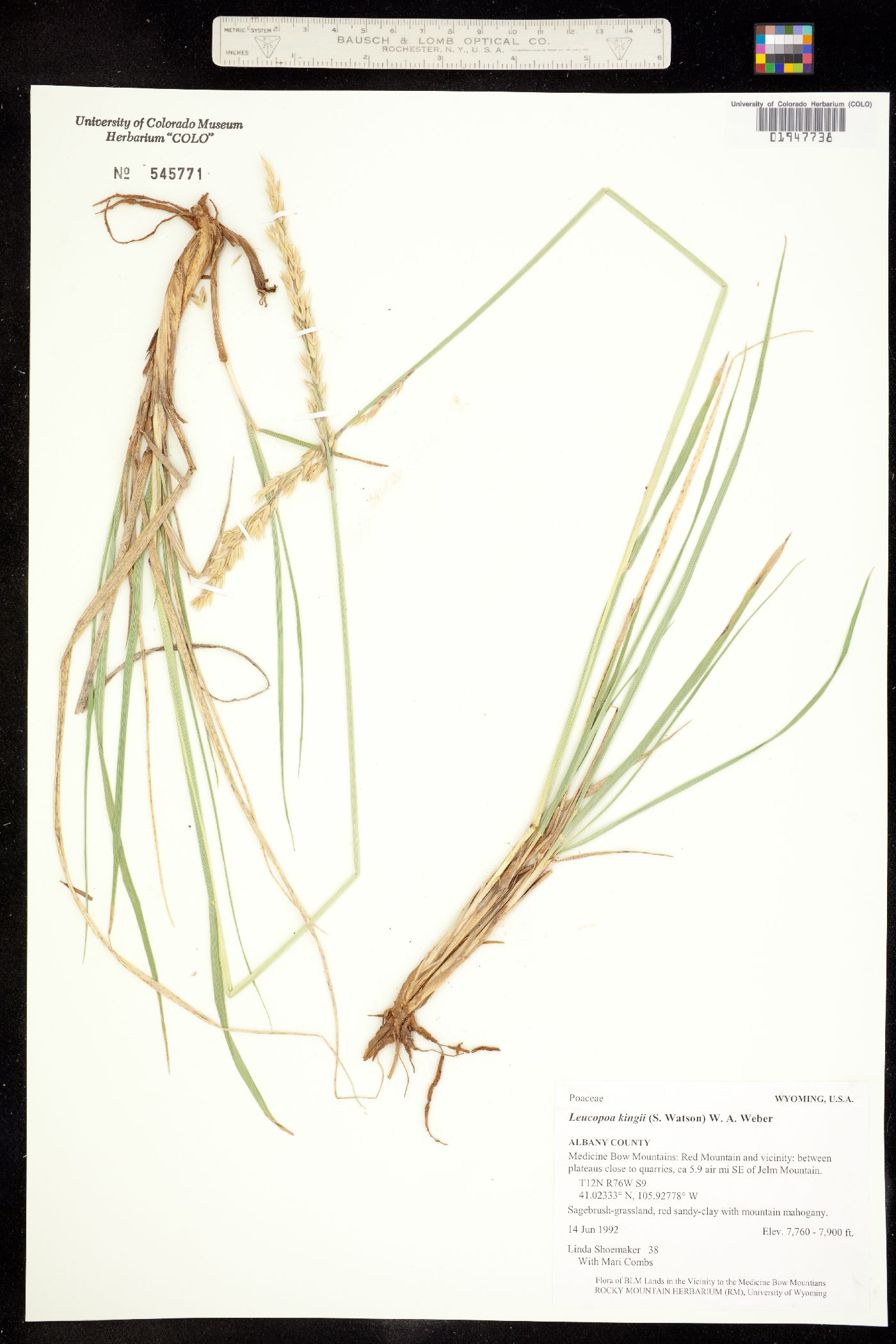 Leucopoa kingii image