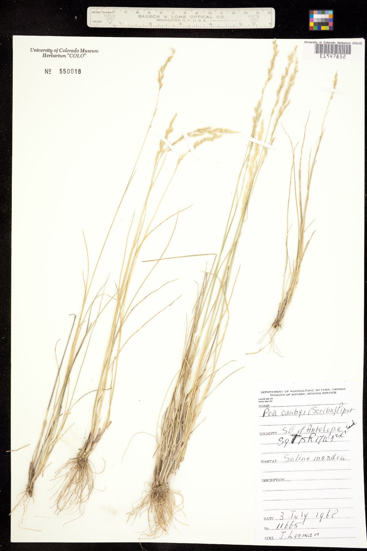 Poa secunda var. secunda image