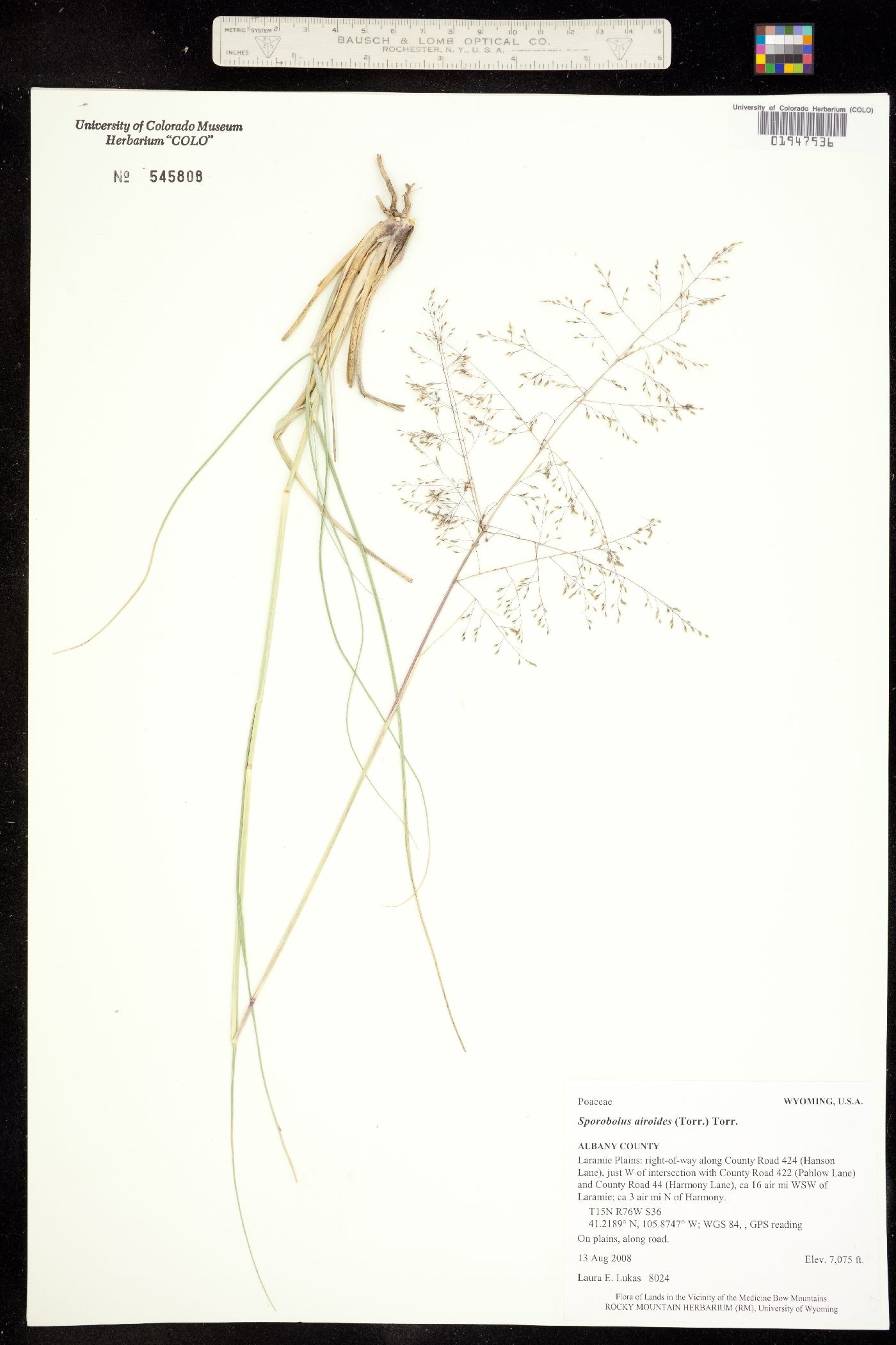Sporobolus airoides image