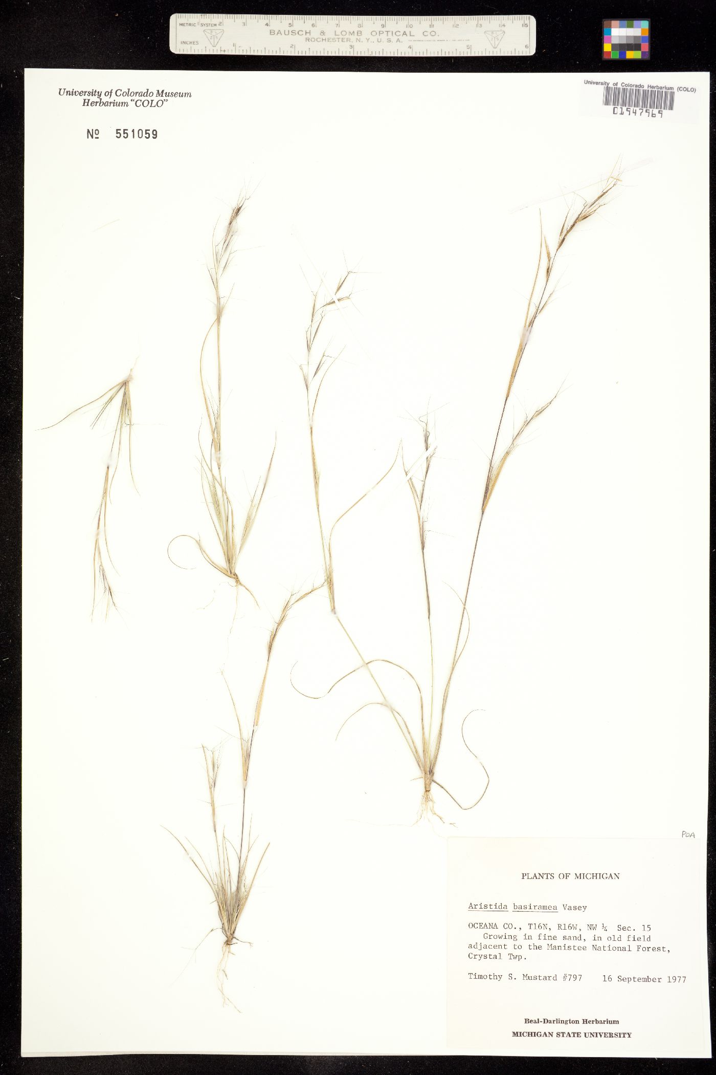 Aristida basiramea image
