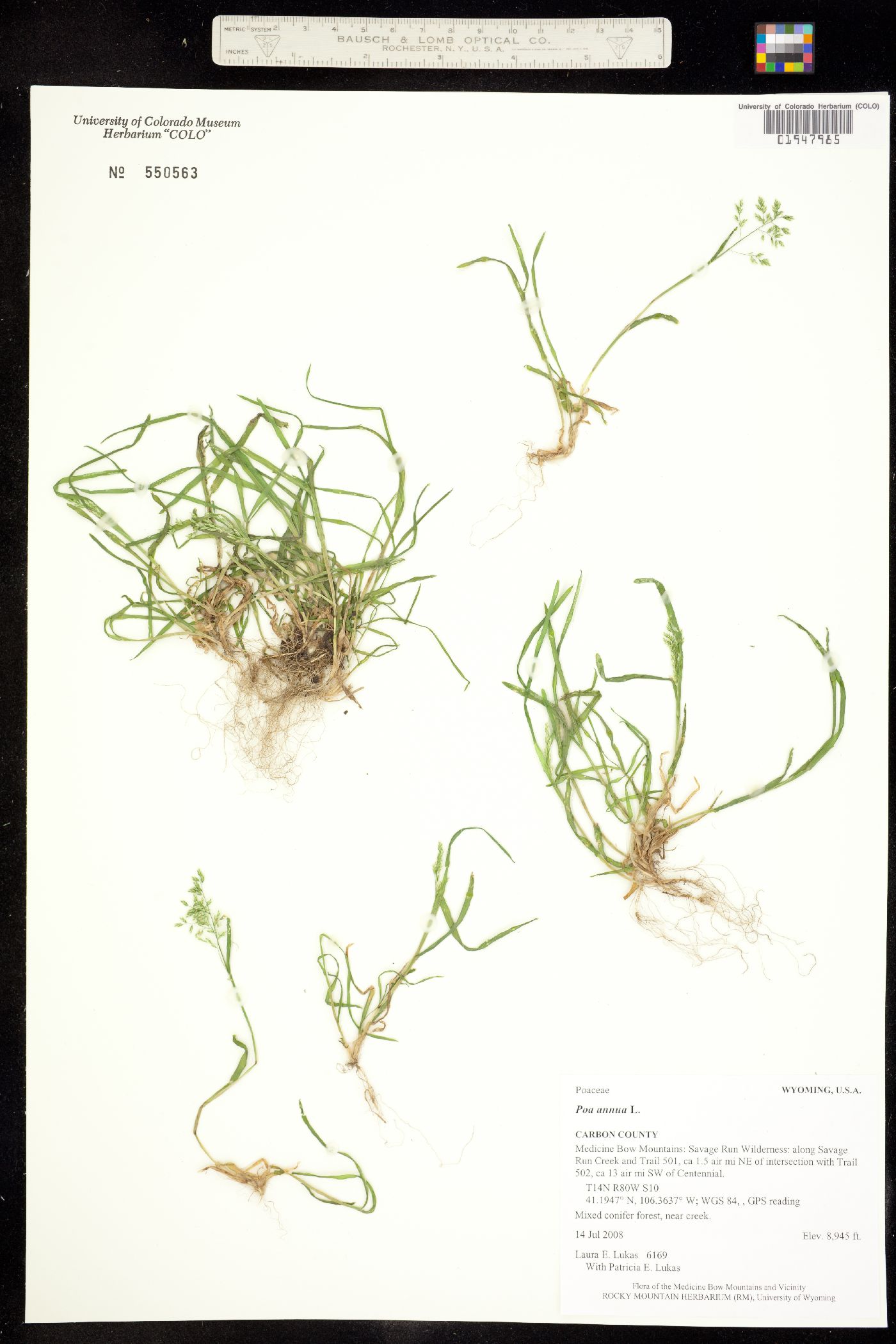 Poa annua image