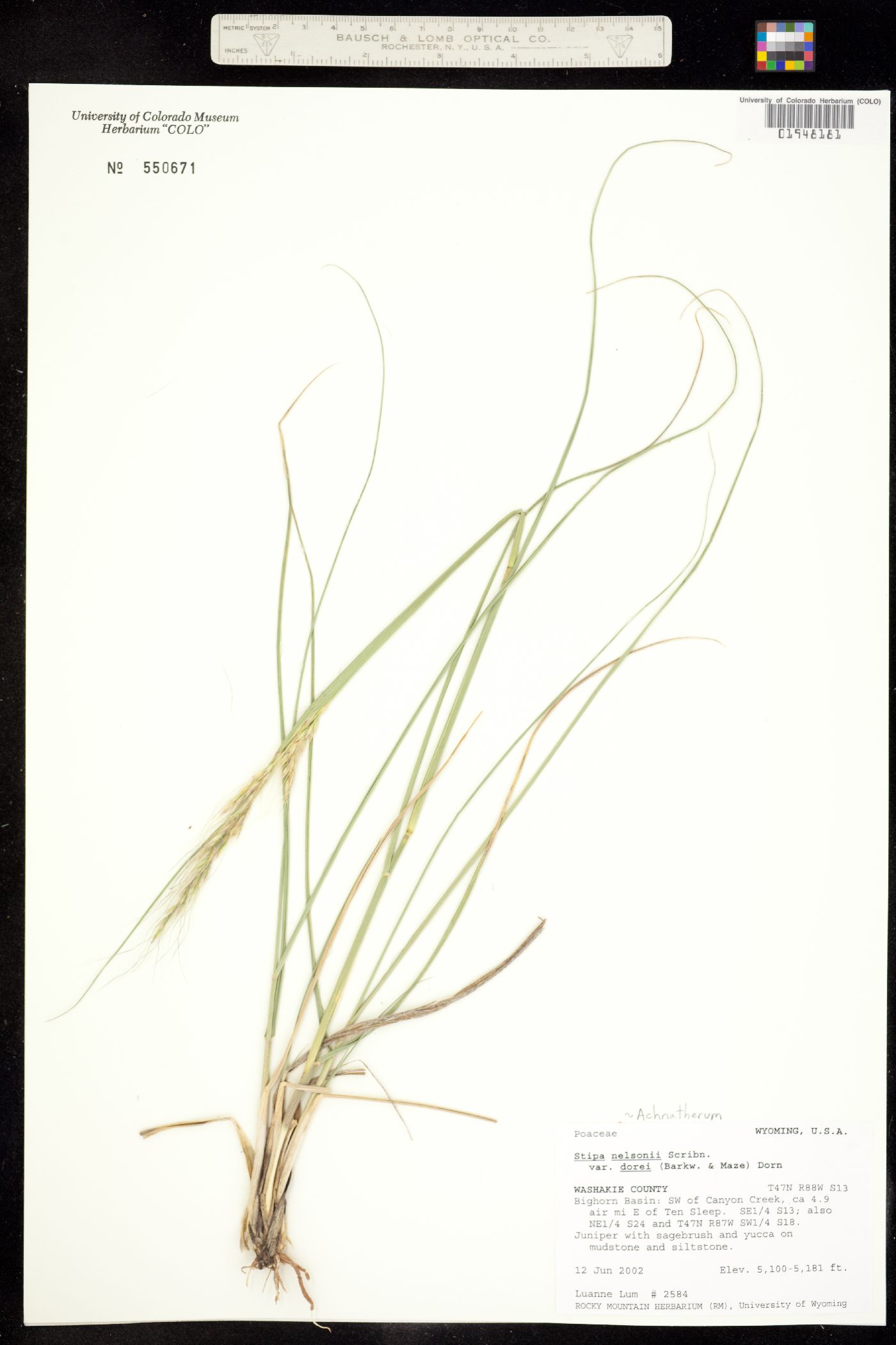 Achnatherum nelsonii image