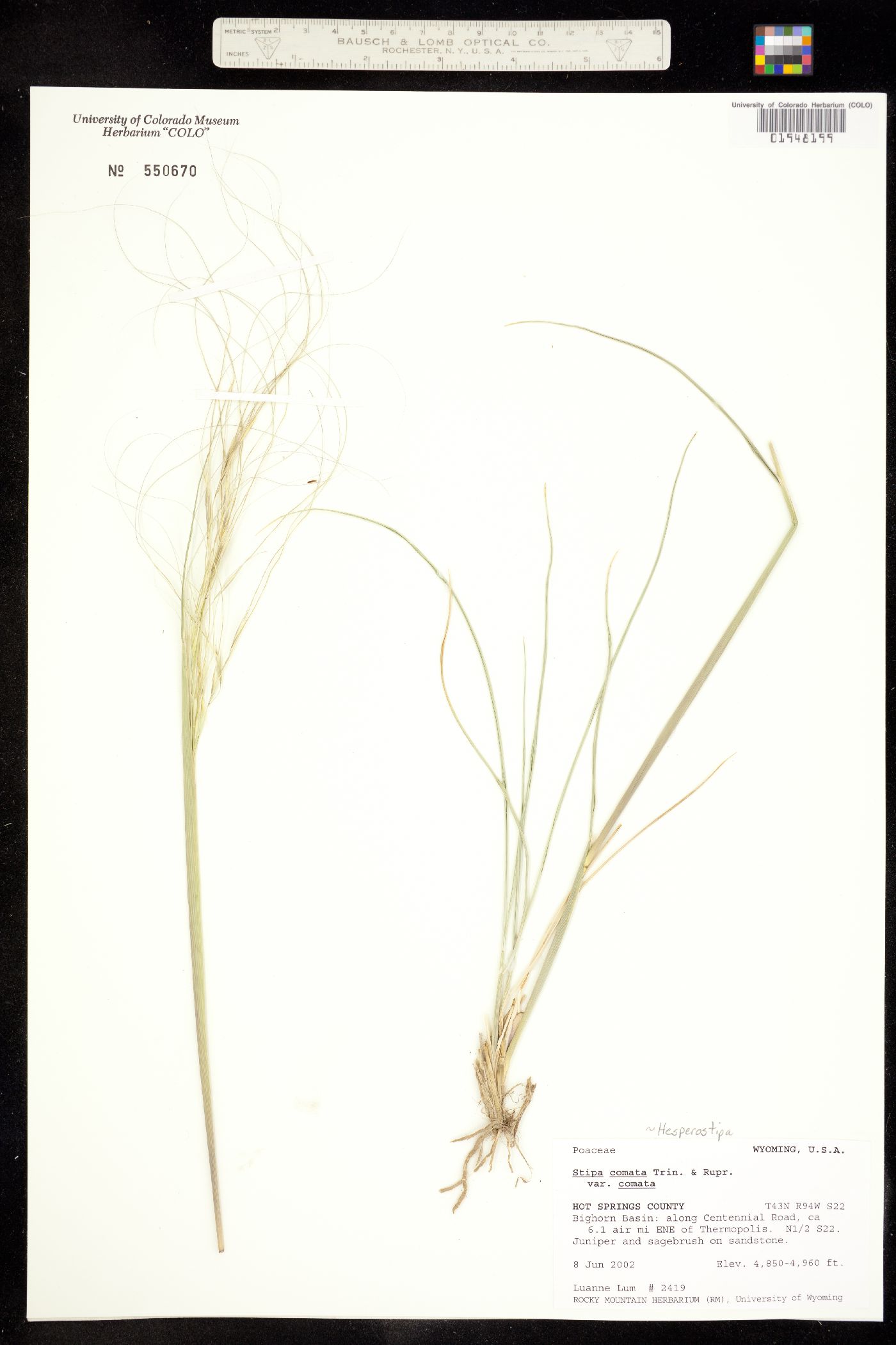 Hesperostipa comata image