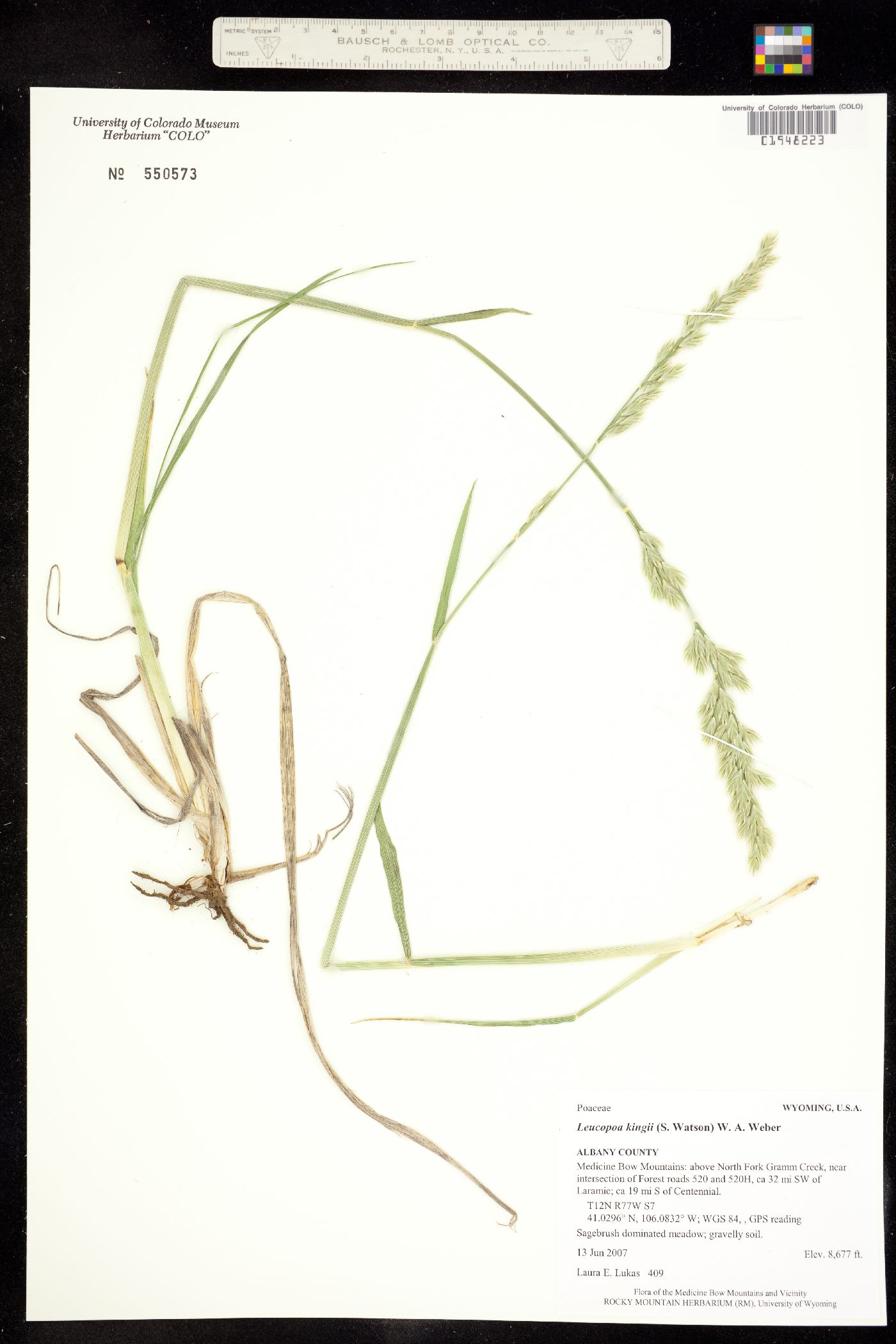 Leucopoa image