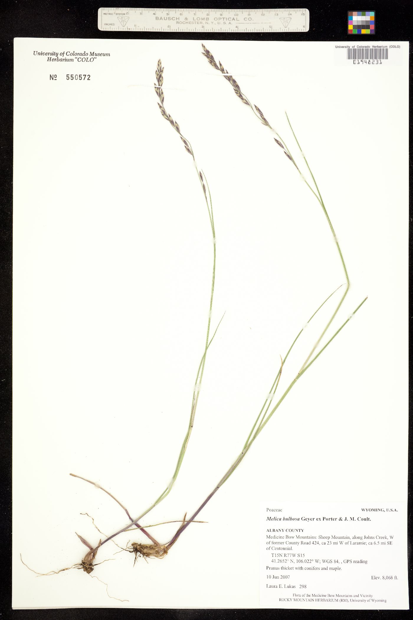 Melica bulbosa image