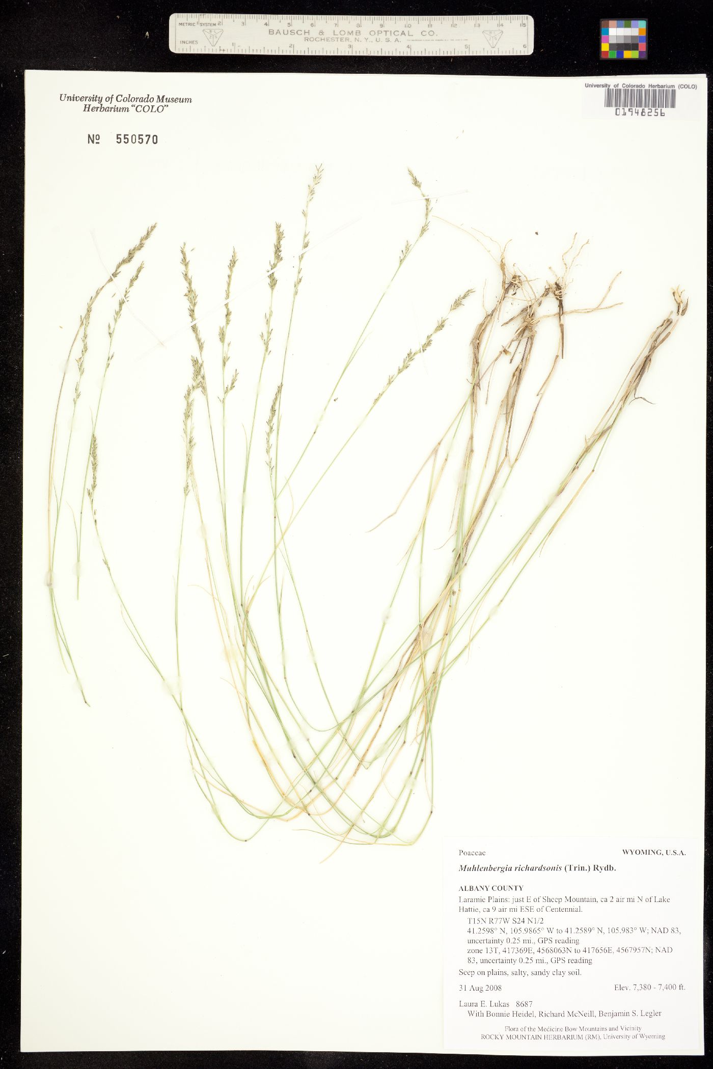 Muhlenbergia richardsonis image