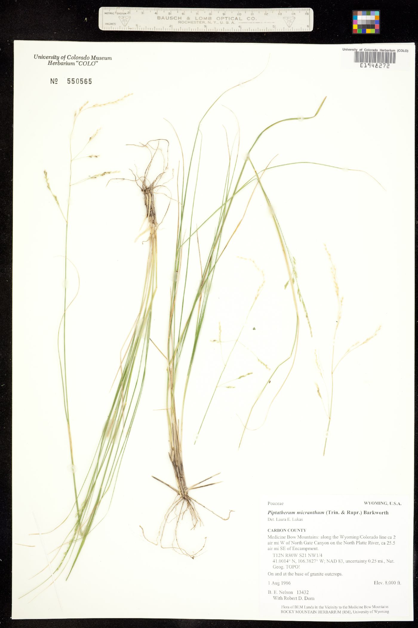 Piptatherum micranthum image