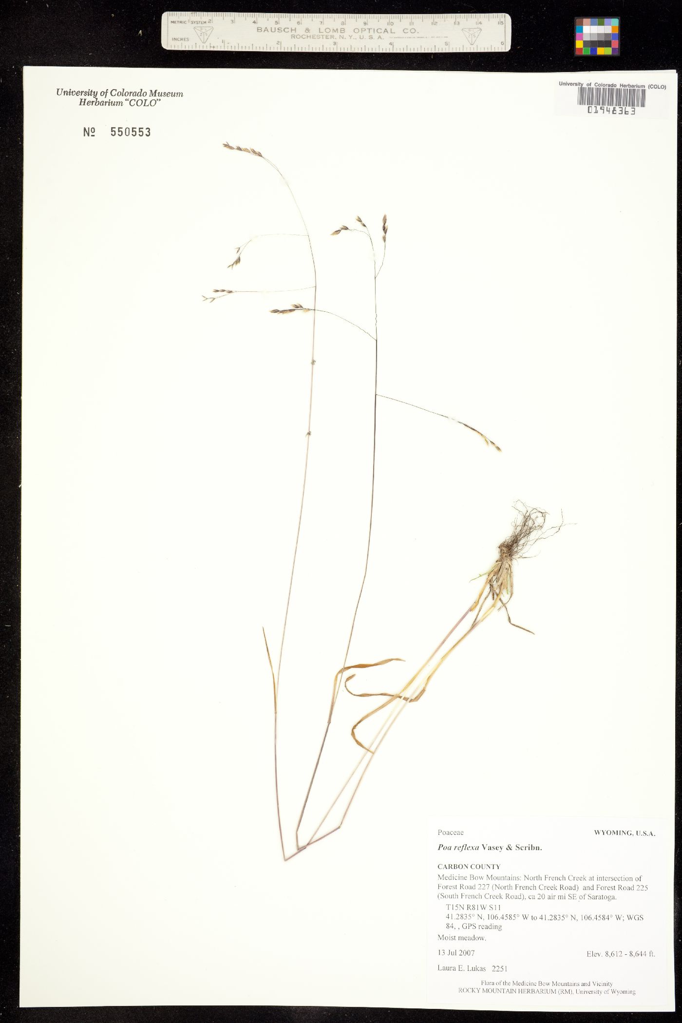 Poa reflexa image
