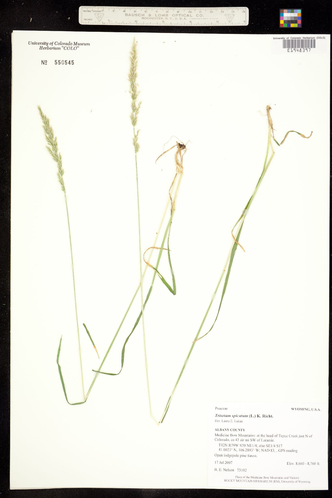 Trisetum spicatum image