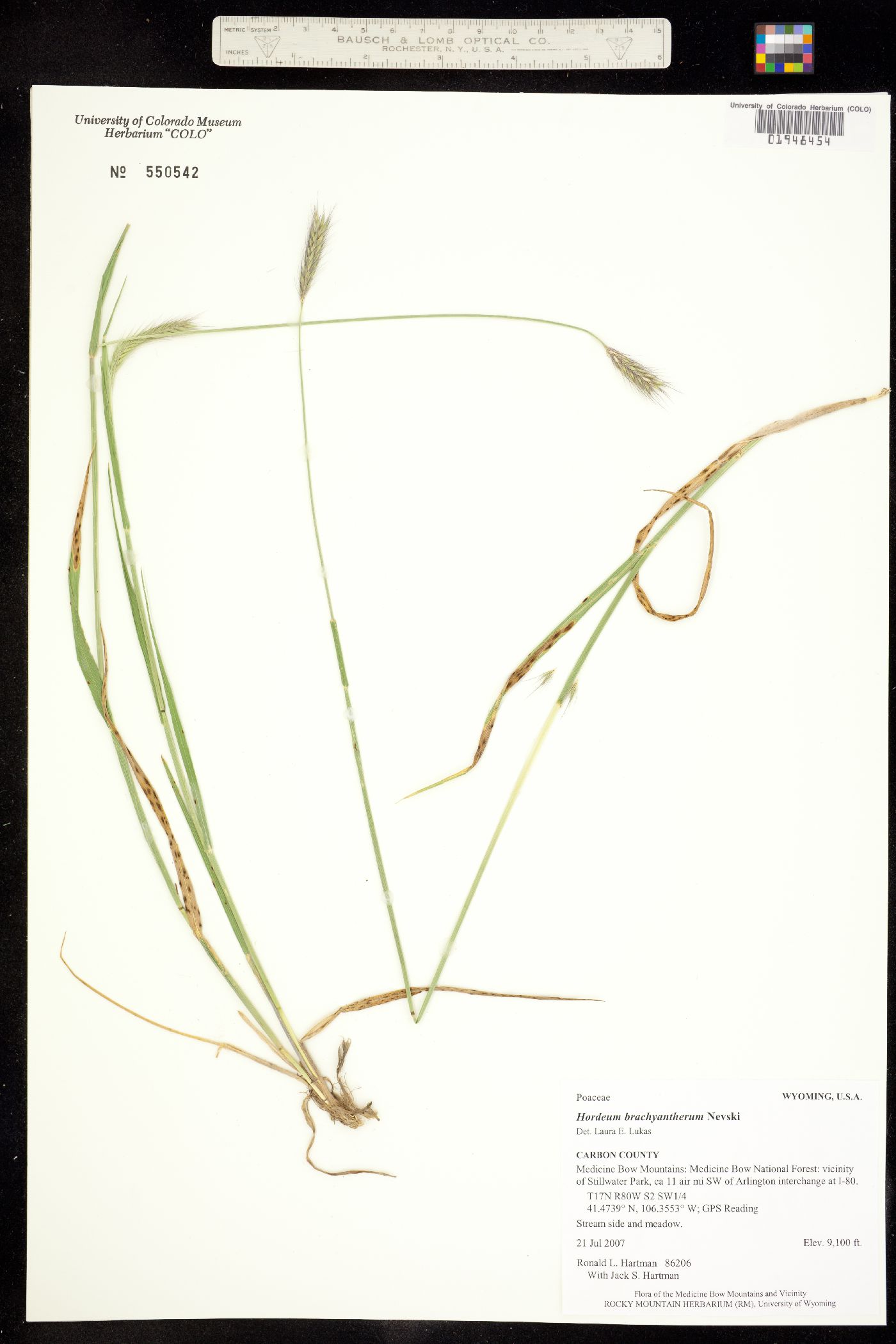 Hordeum brachyantherum image