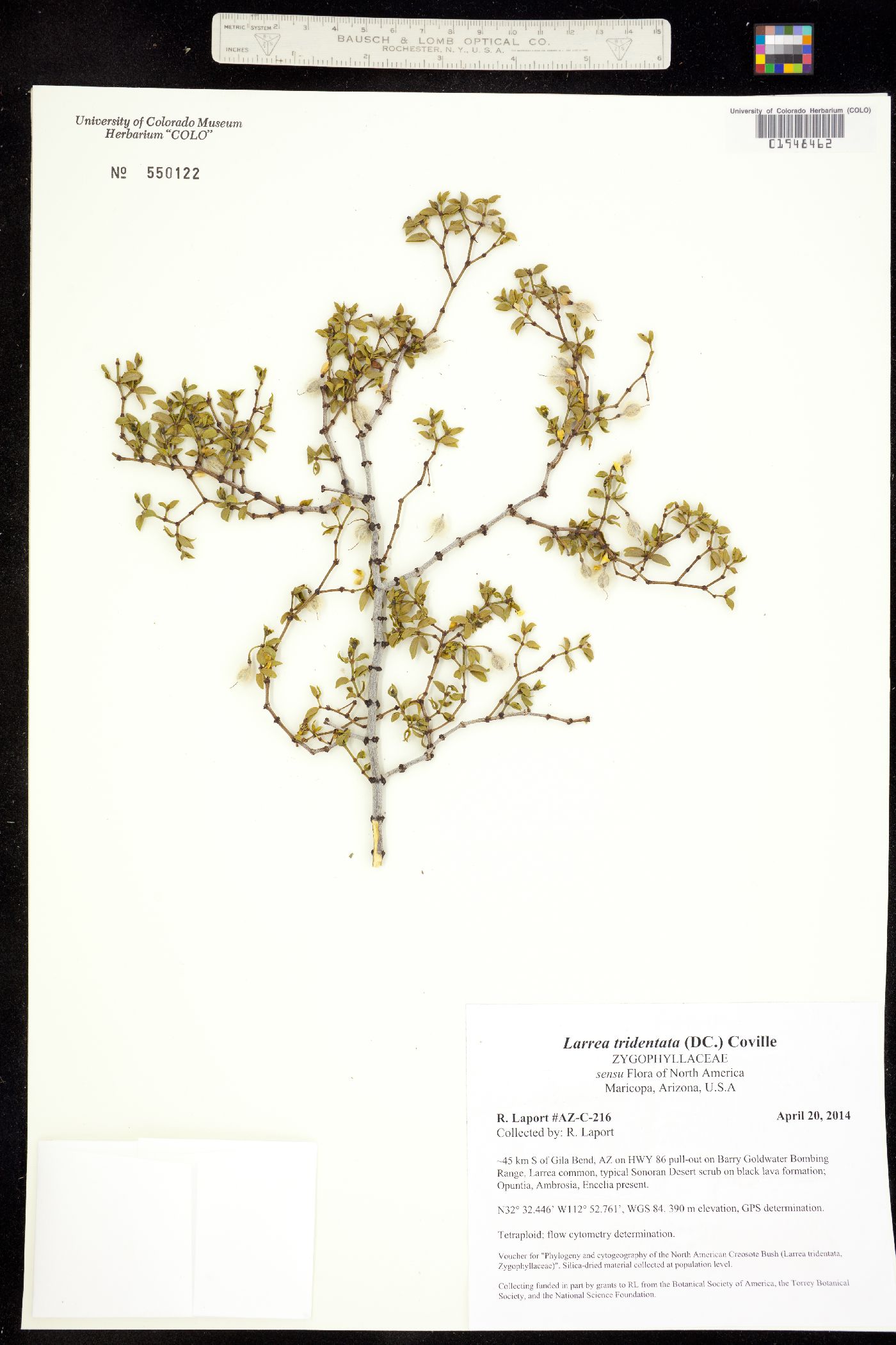 Zygophyllaceae image