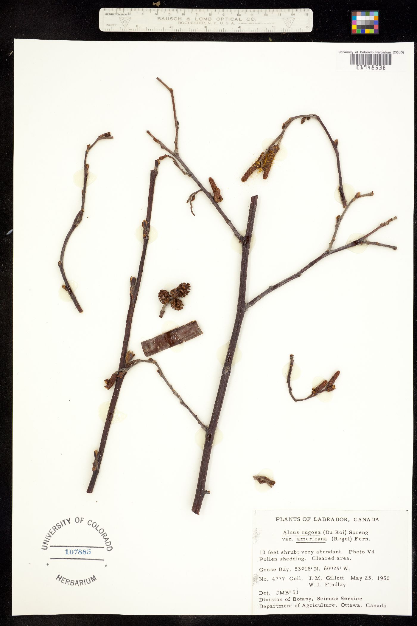 Alnus incana subsp. rugosa image
