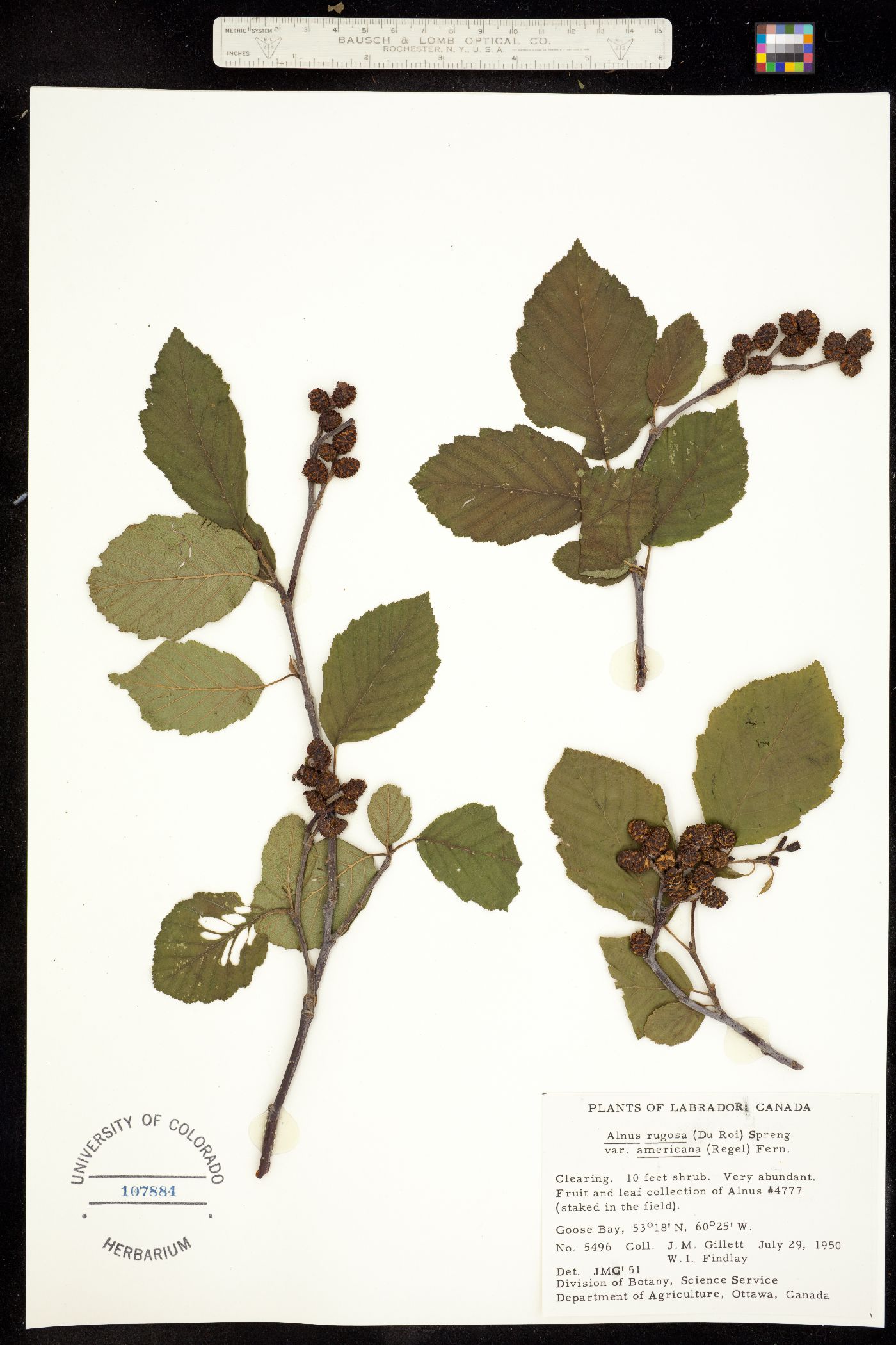 Alnus incana subsp. rugosa image