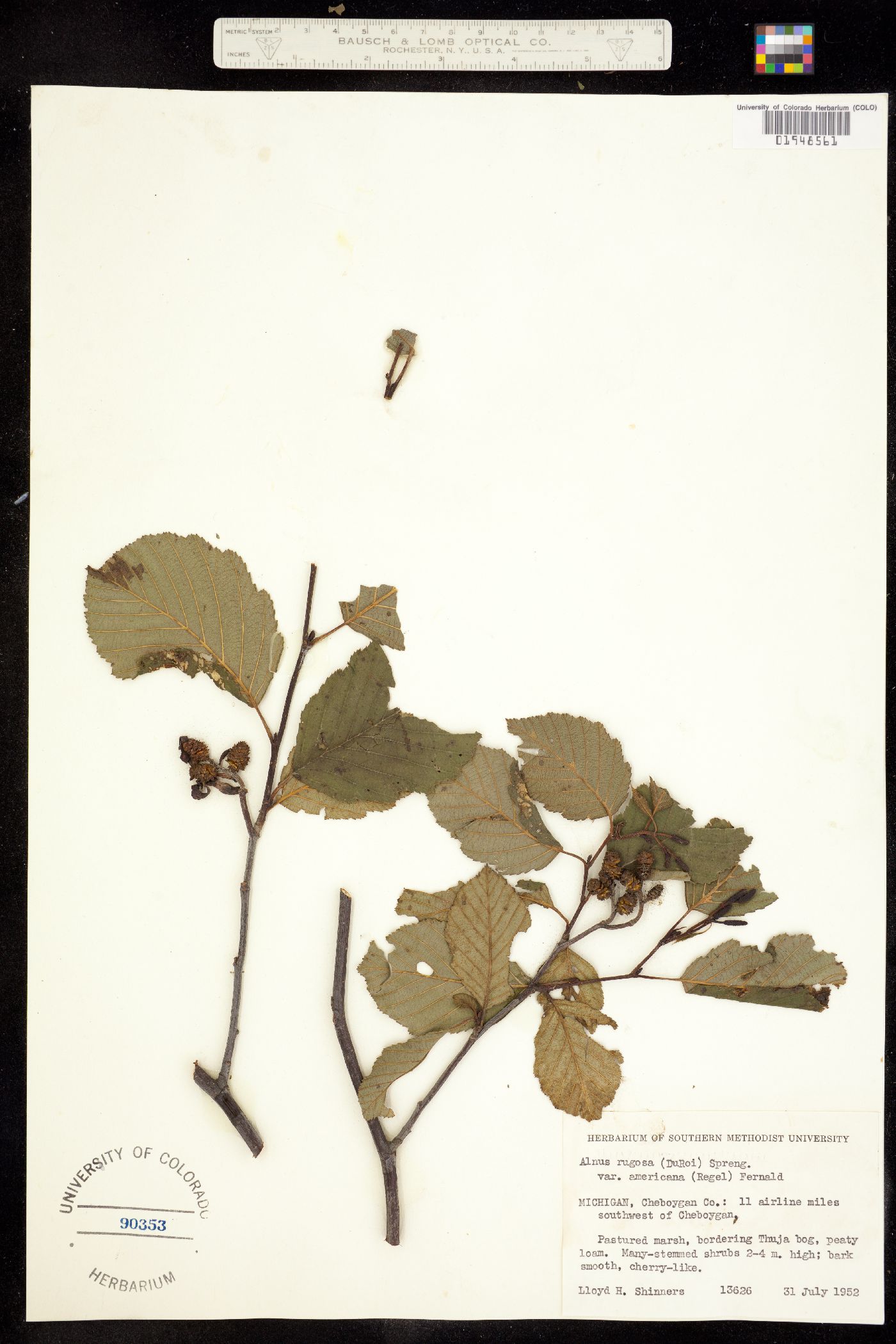 Alnus incana subsp. rugosa image