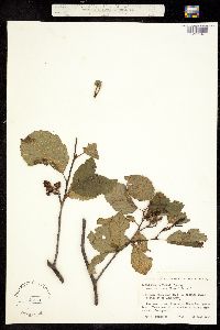 Alnus incana subsp. rugosa image