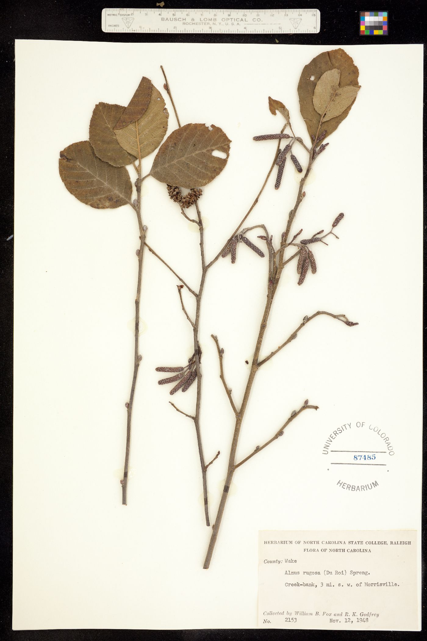 Alnus incana subsp. rugosa image