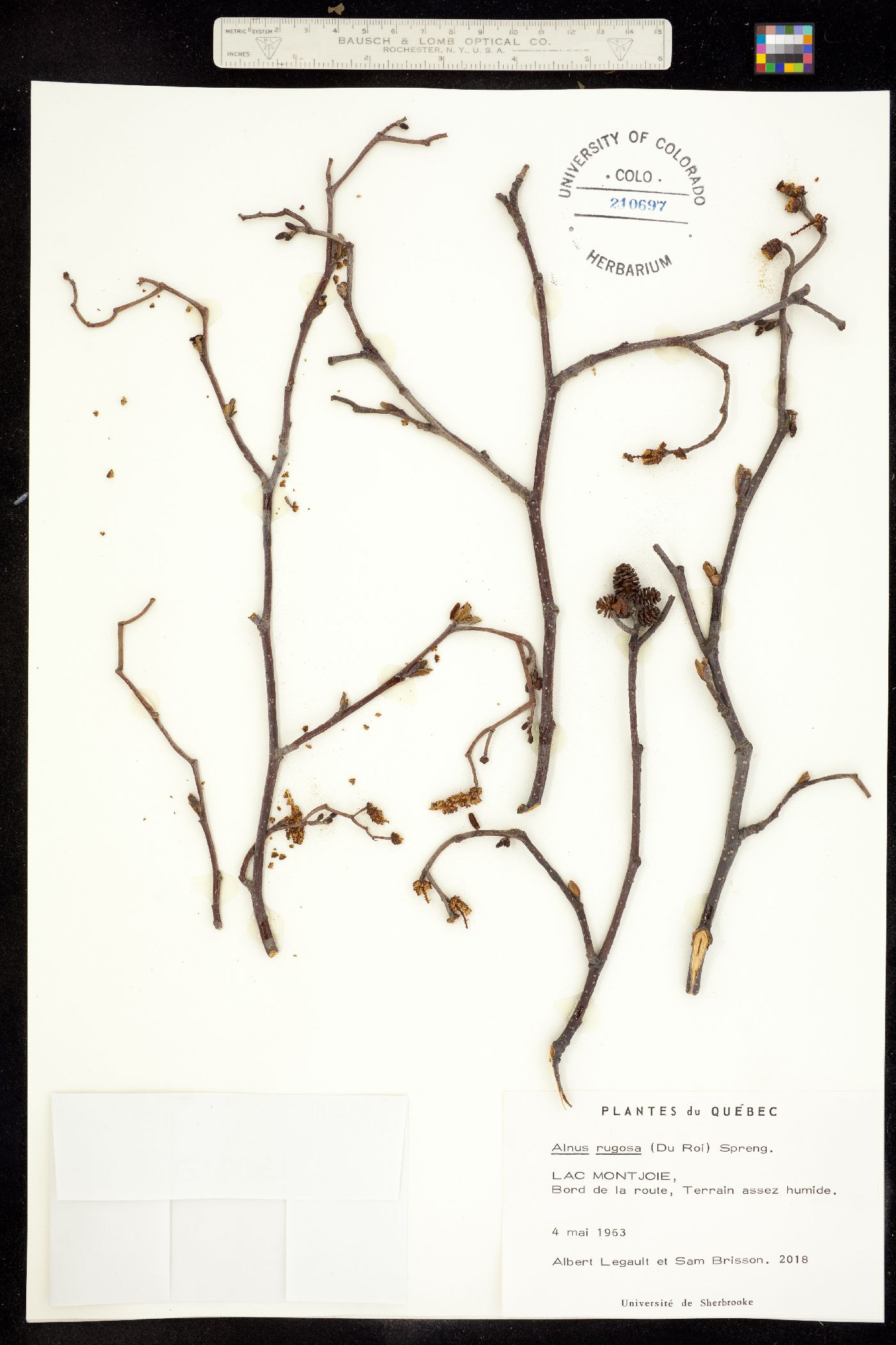 Alnus incana subsp. rugosa image