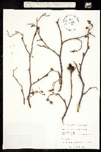 Alnus incana subsp. rugosa image