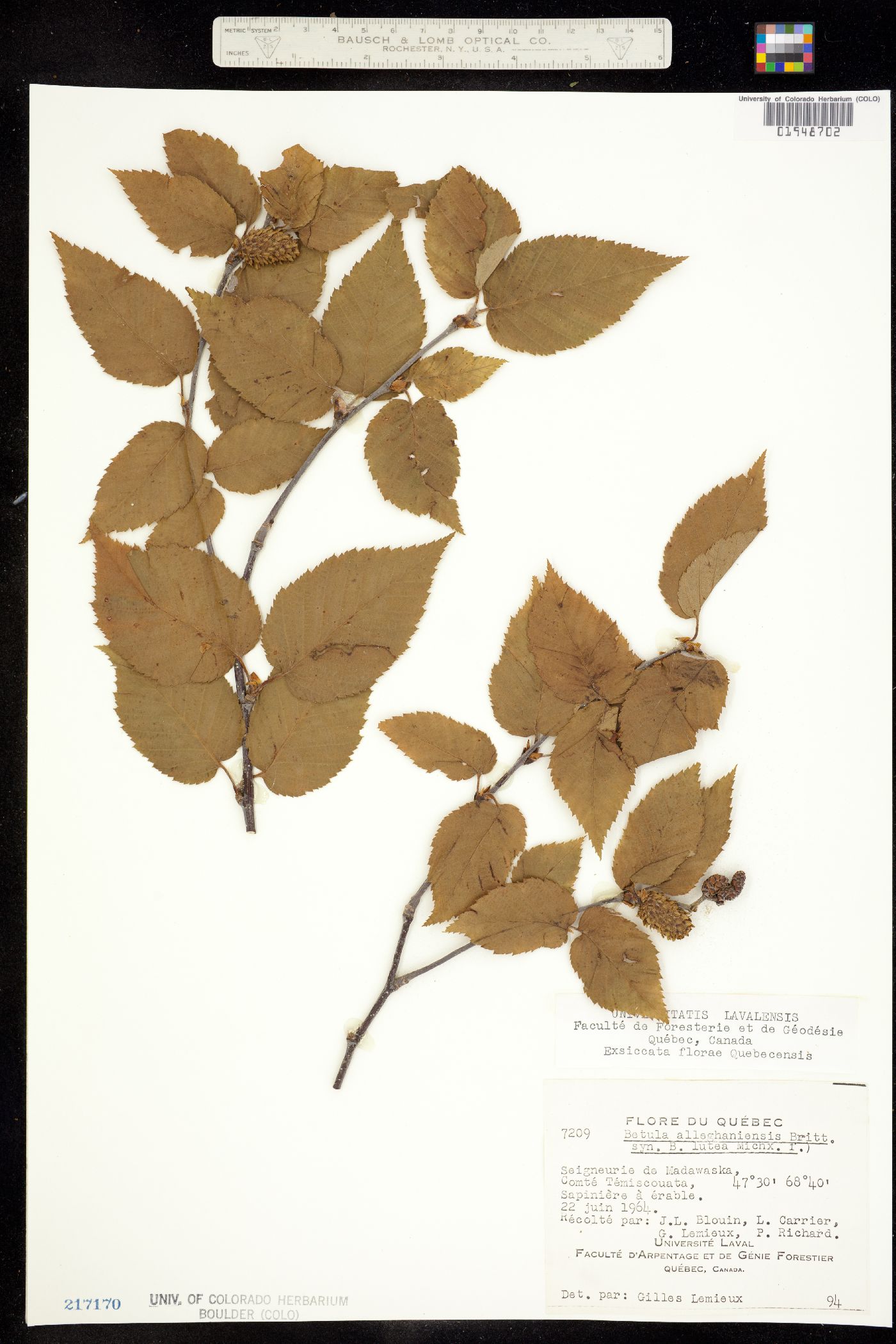 Betula alleghaniensis image