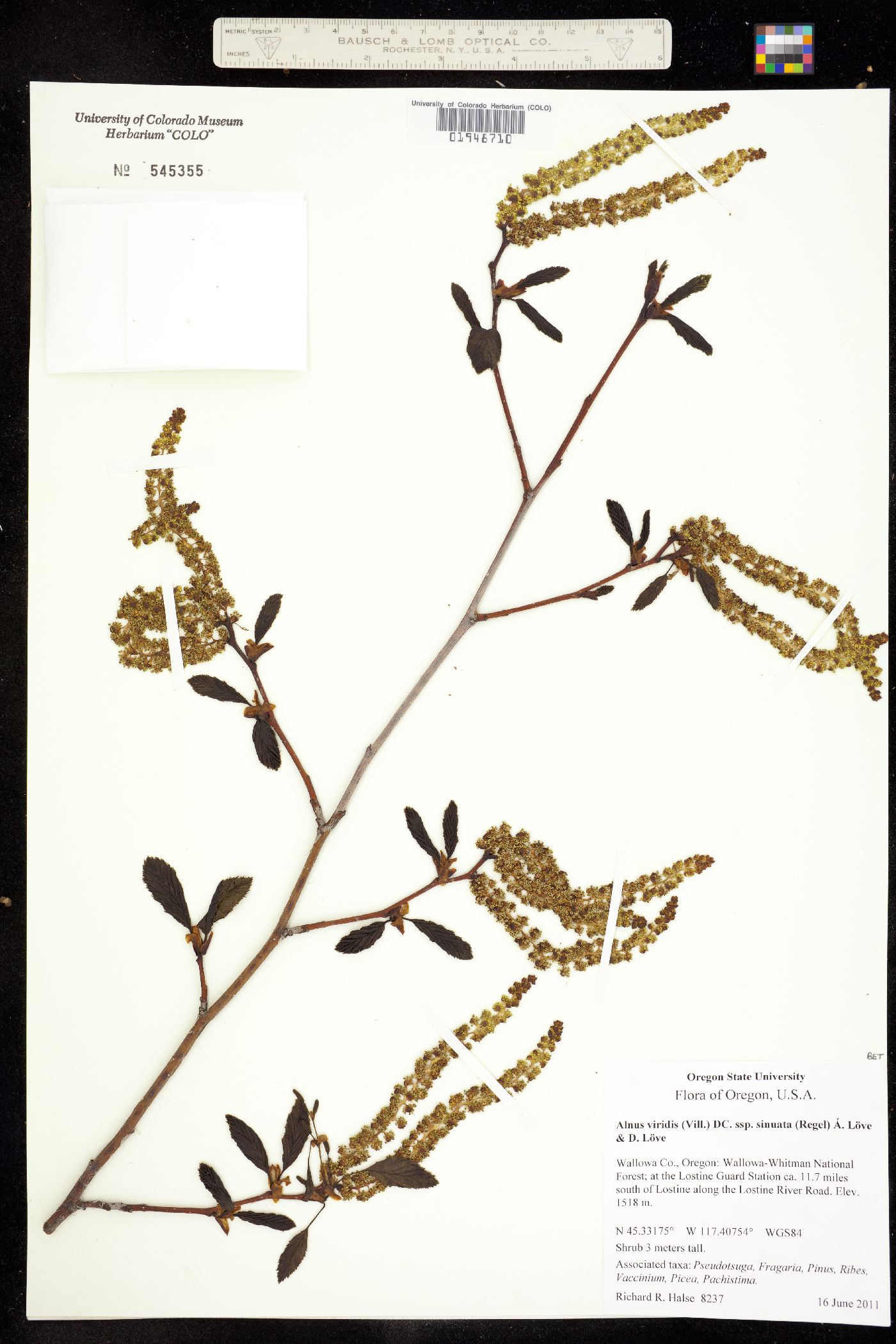 Alnus viridis image