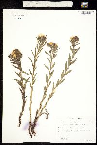 Image of Lithospermum caroliniense