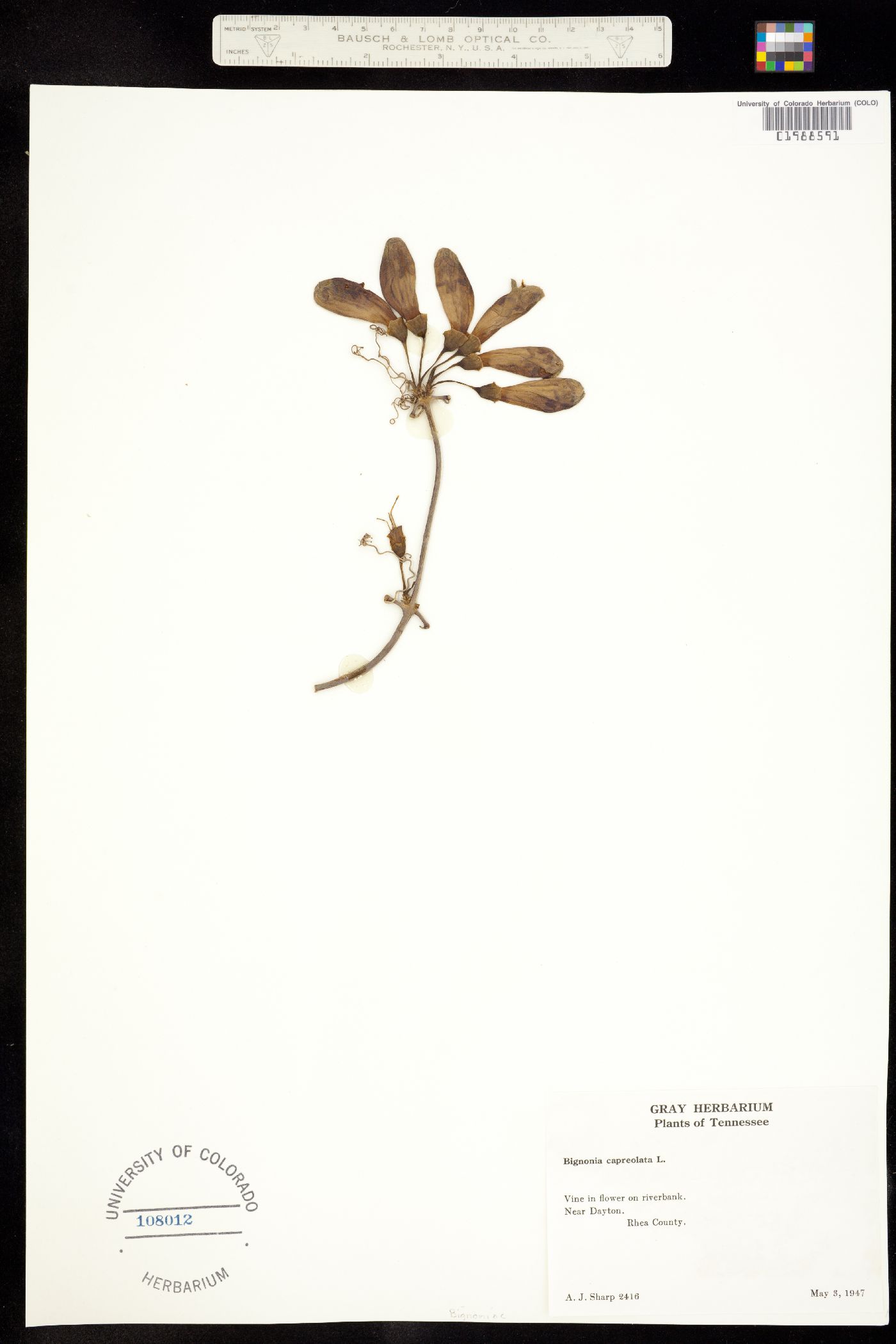 Gelsemiaceae image