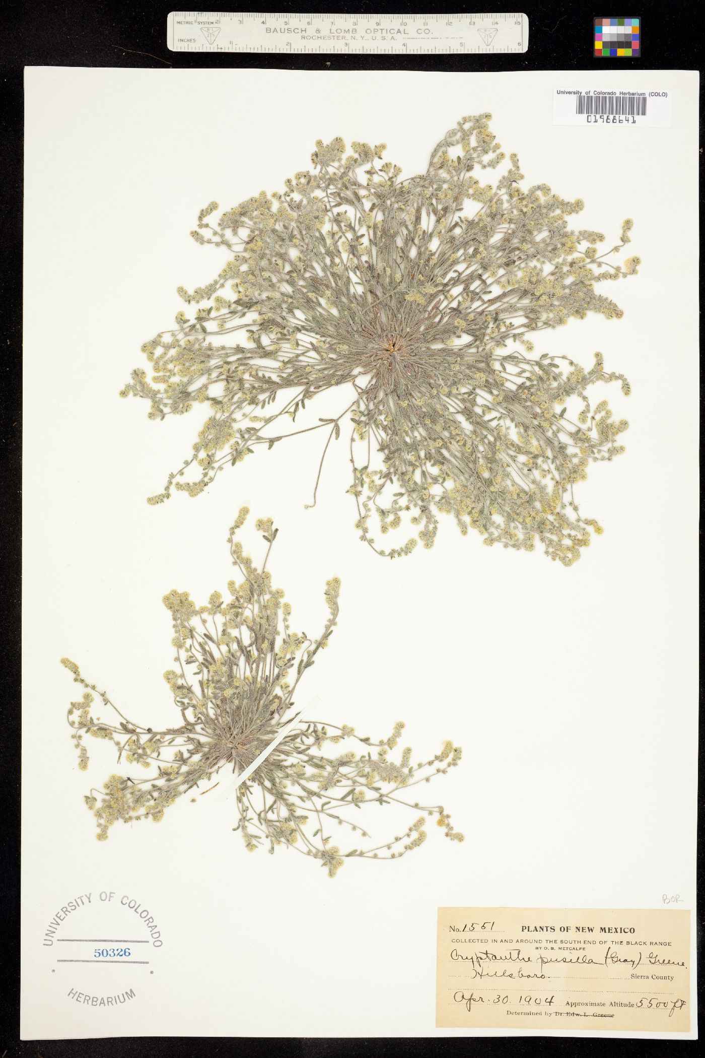 Cryptantha pusilla image