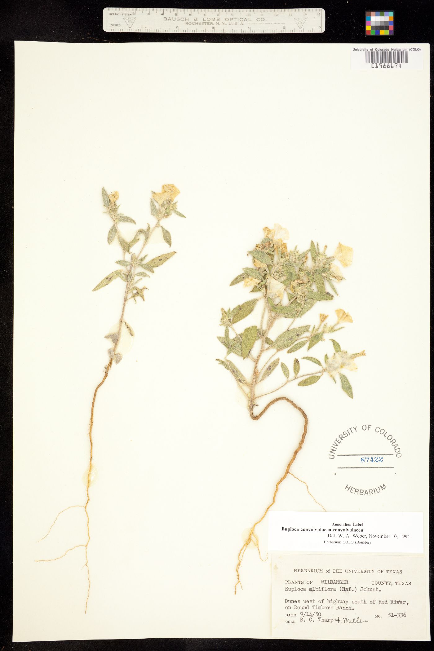 Euploca convolvulacea image
