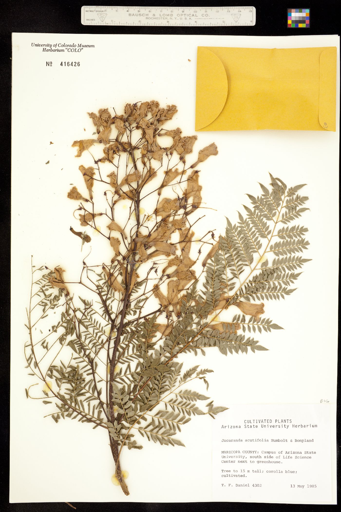 Jacaranda image