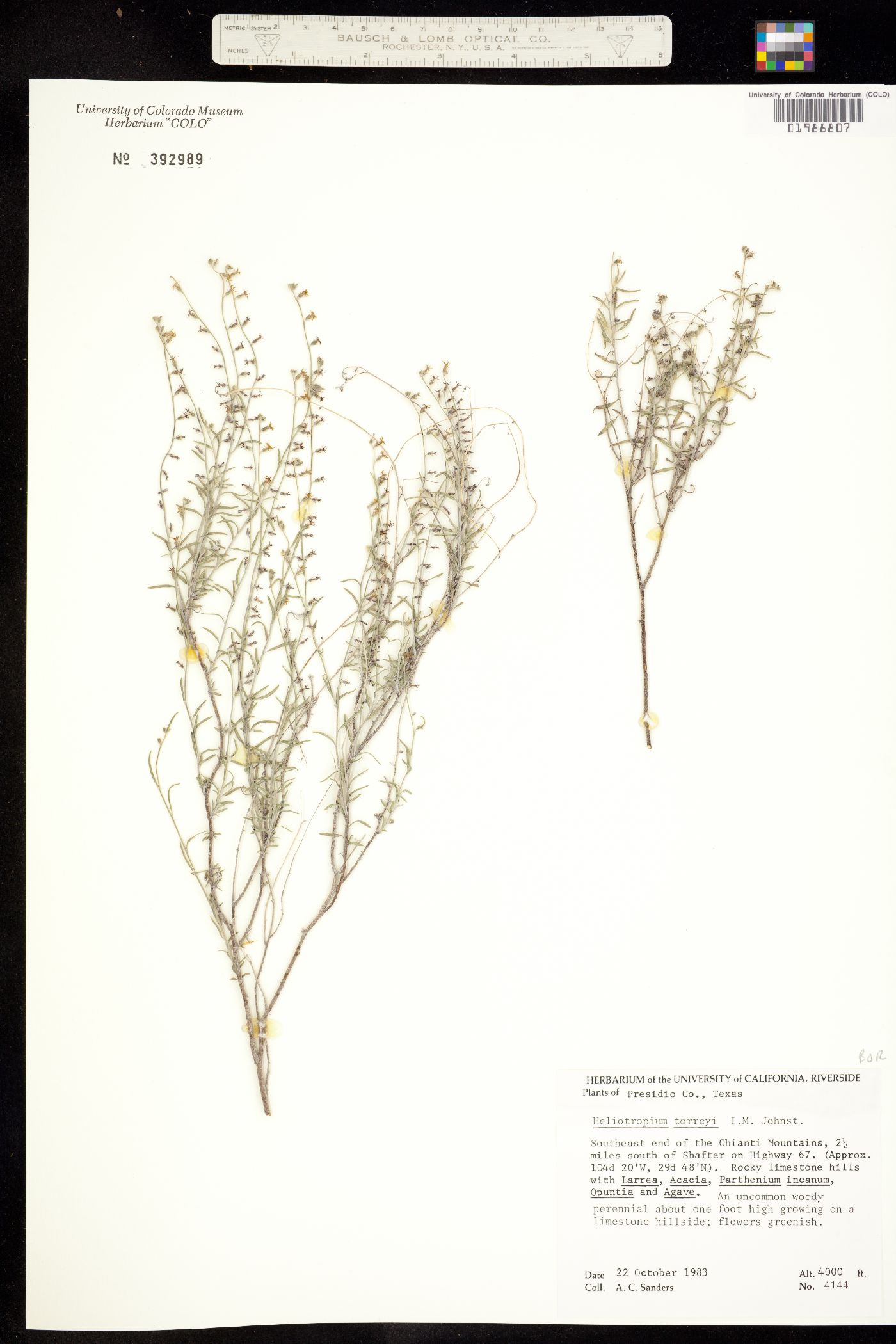 Heliotropium torreyi image