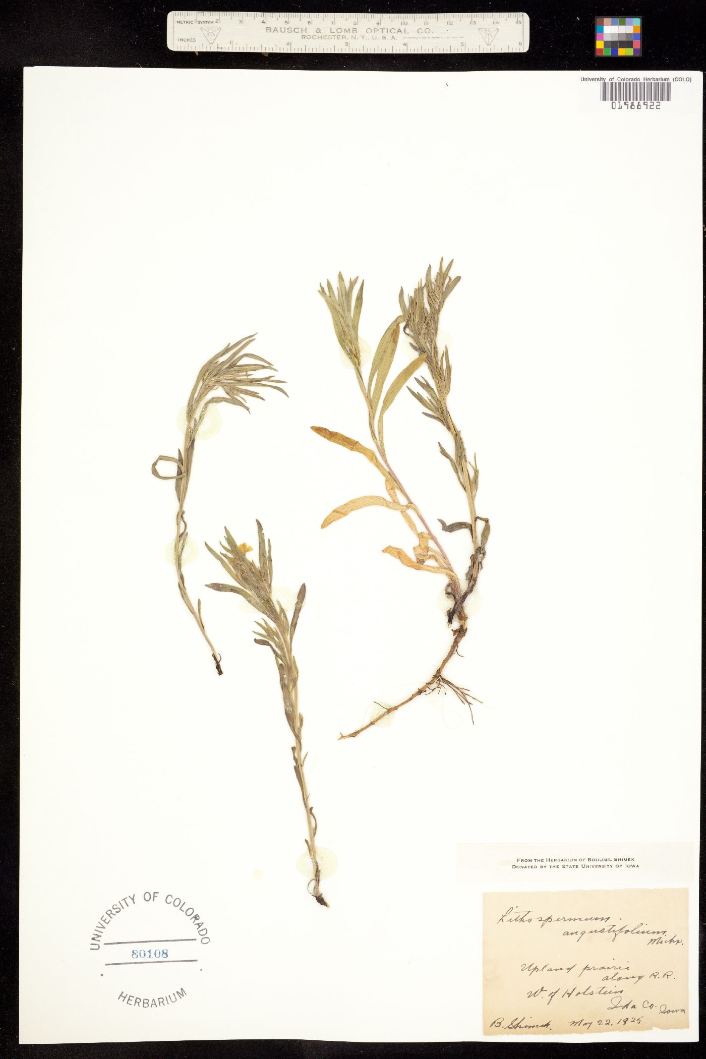 Lithospermum incisum image