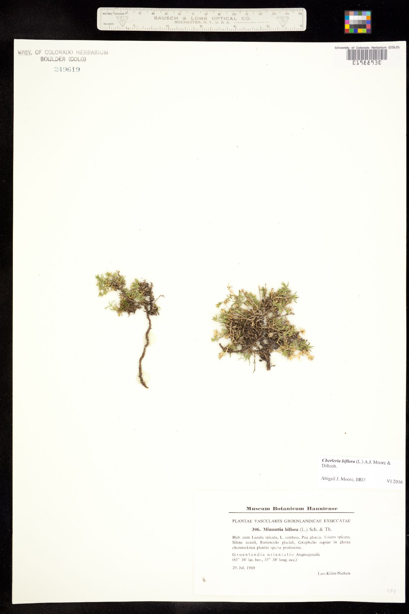 Minuartia biflora image