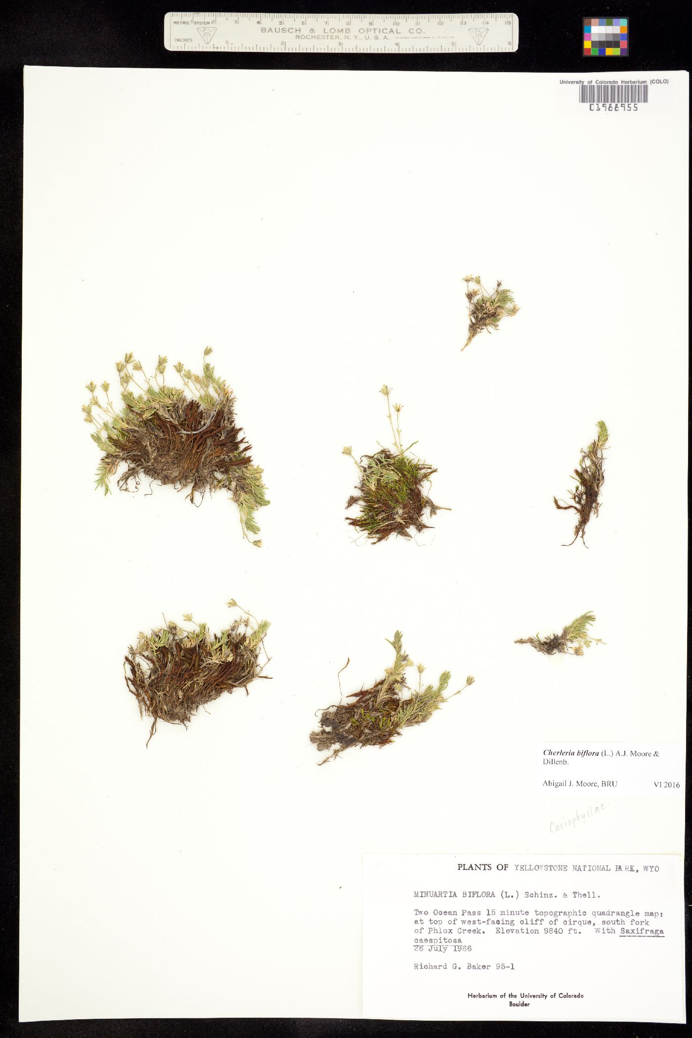 Minuartia biflora image