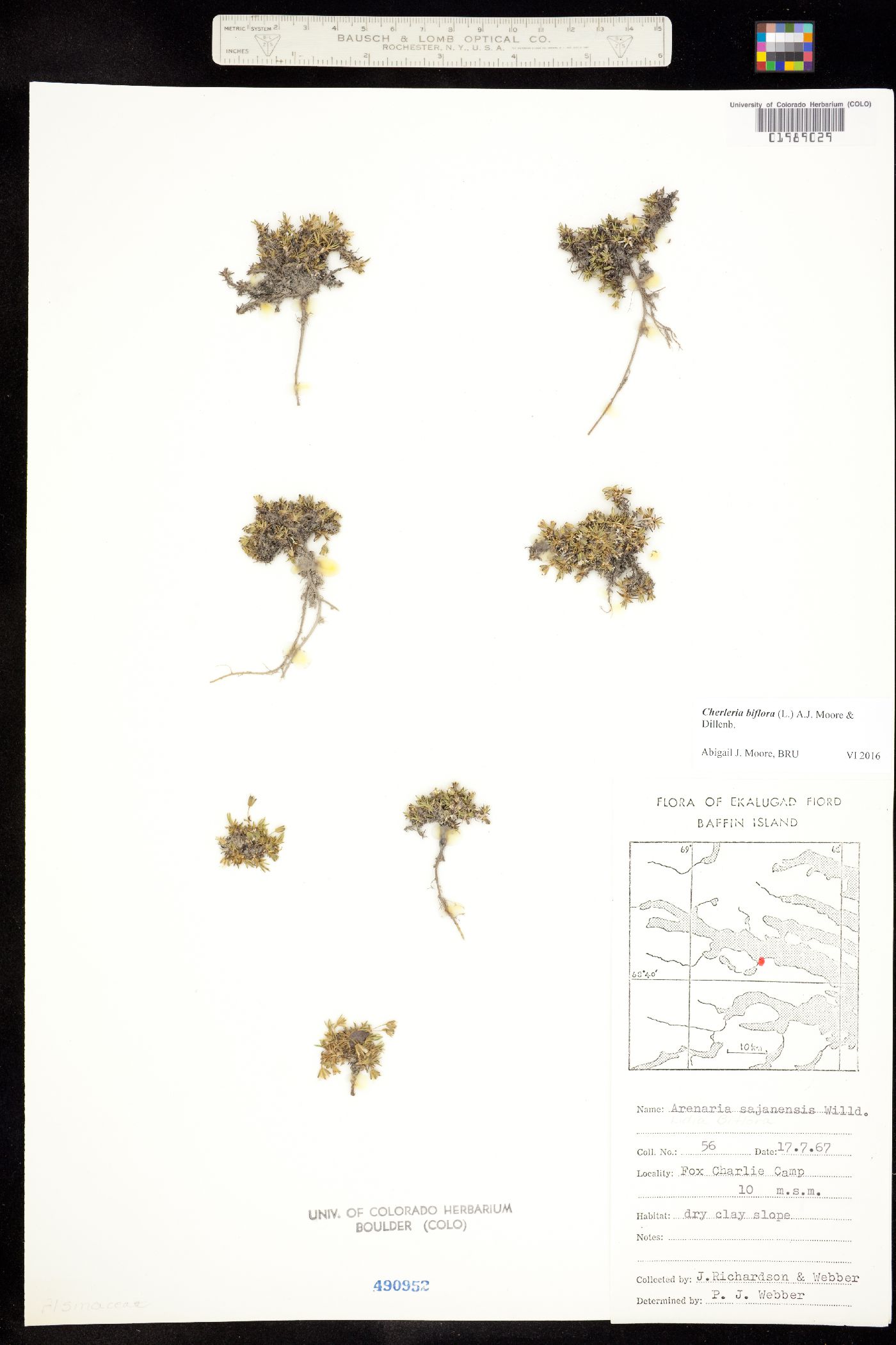 Minuartia biflora image