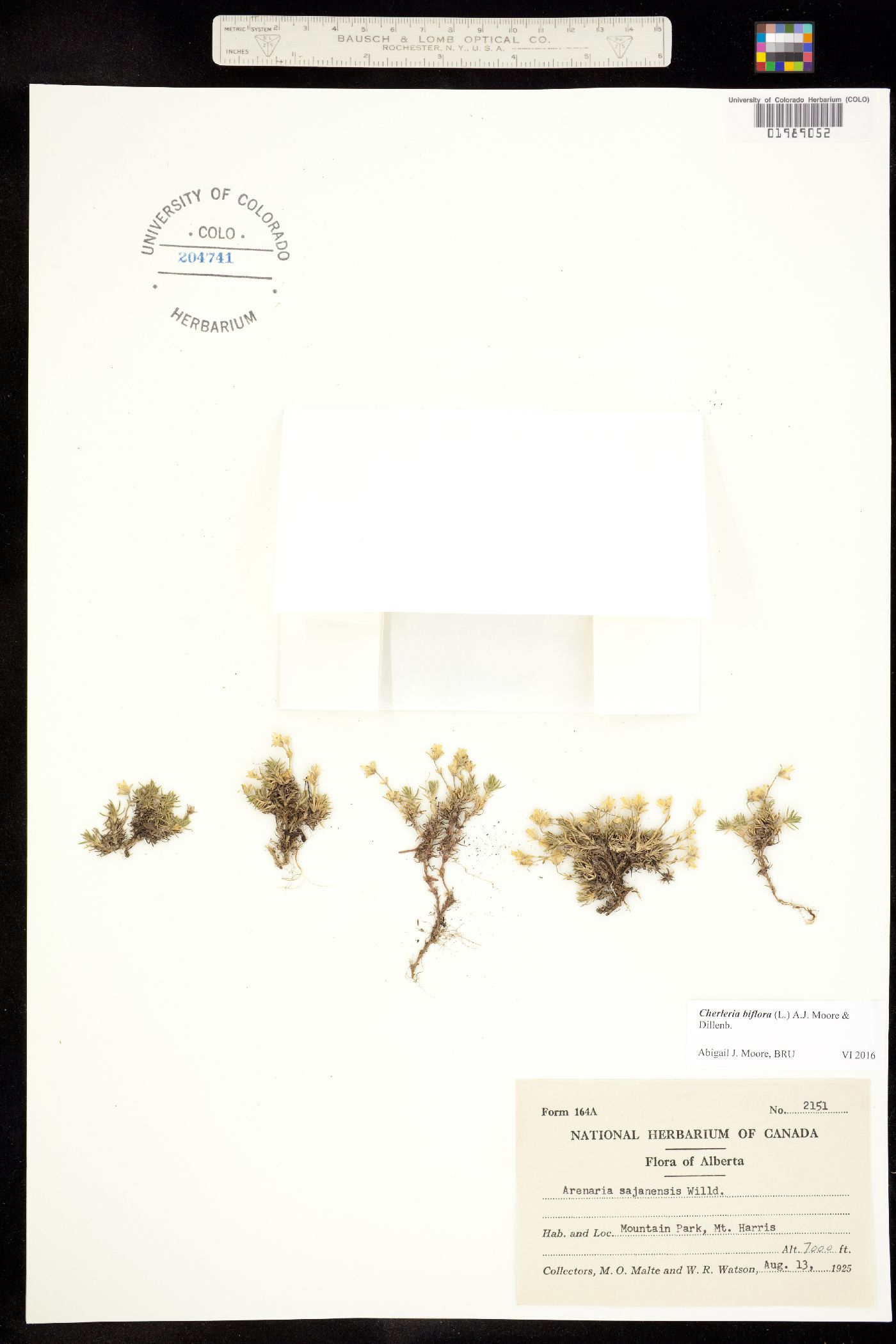 Minuartia biflora image